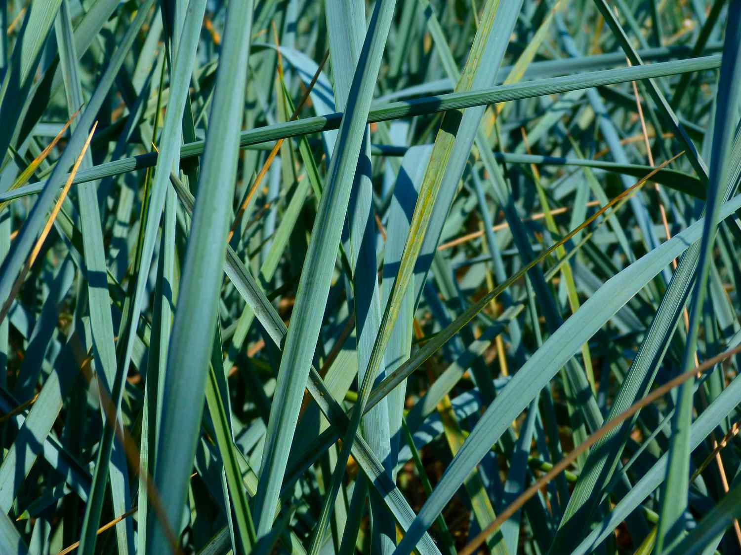 Duna azul ou grama de Lyme em close-up com lâminas de grama afiadas