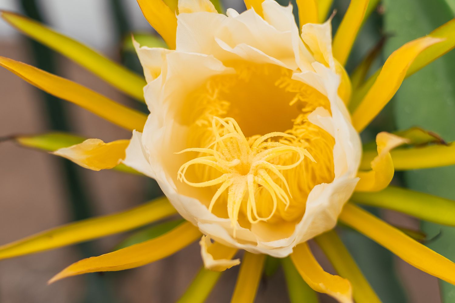 Algunas variedades de cactus de la fruta del dragón requieren polinización manual