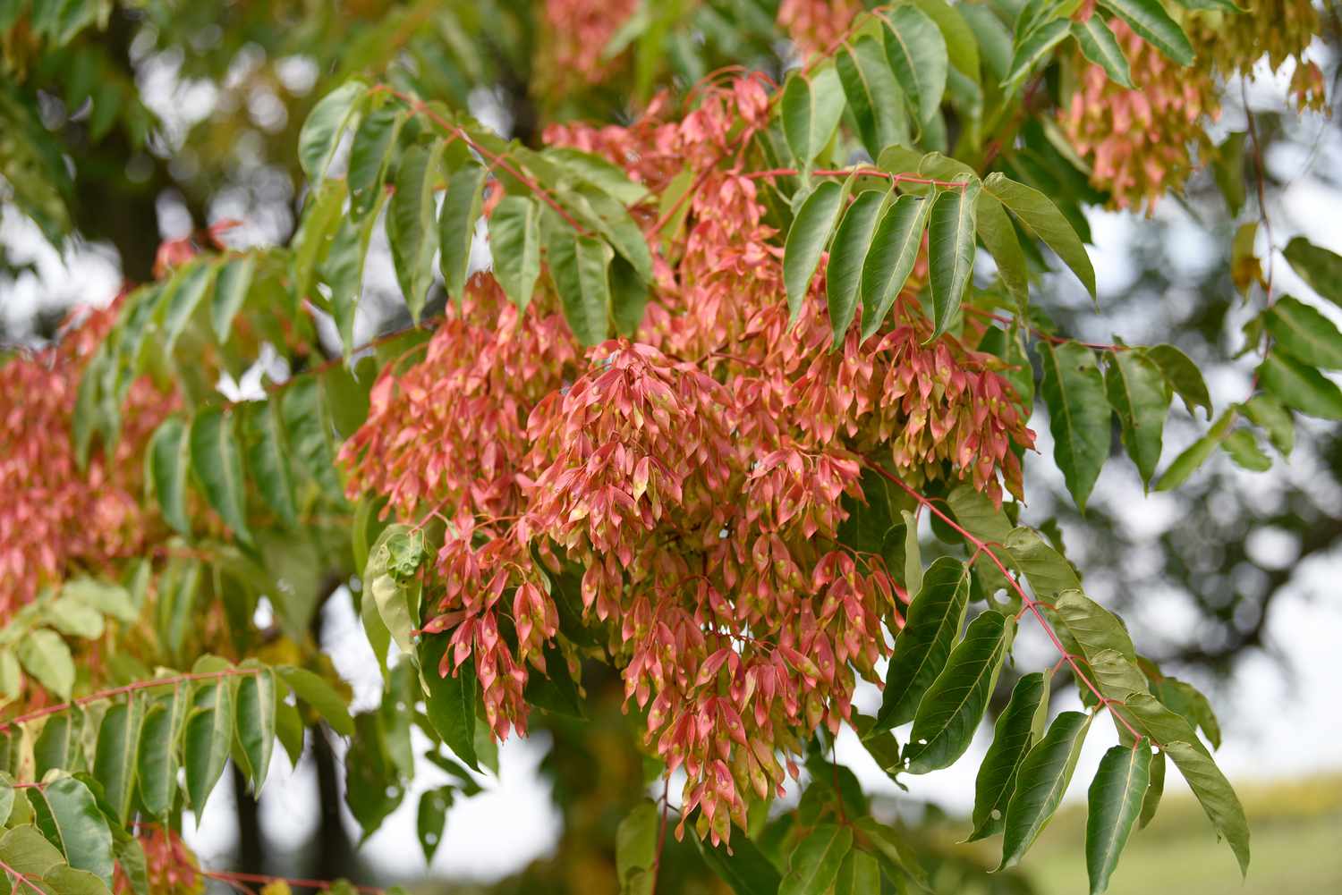 Tree of heaven branches with clusters of coppery-yellow seed pods