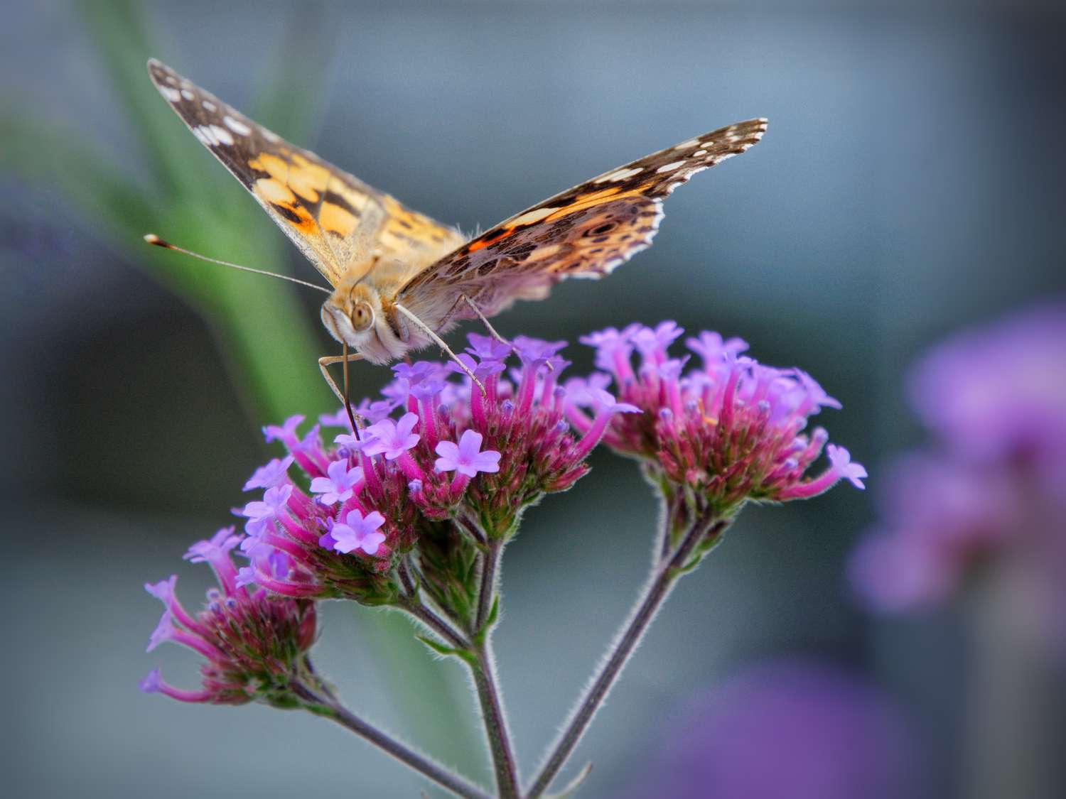 Nahaufnahme eines britischen Schmetterlings bei der Bestäubung einer lila Blüte