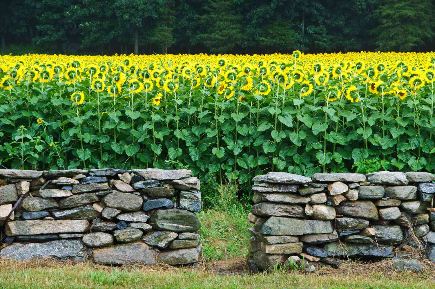 Muro de piedra con un campo de girasoles detrás.