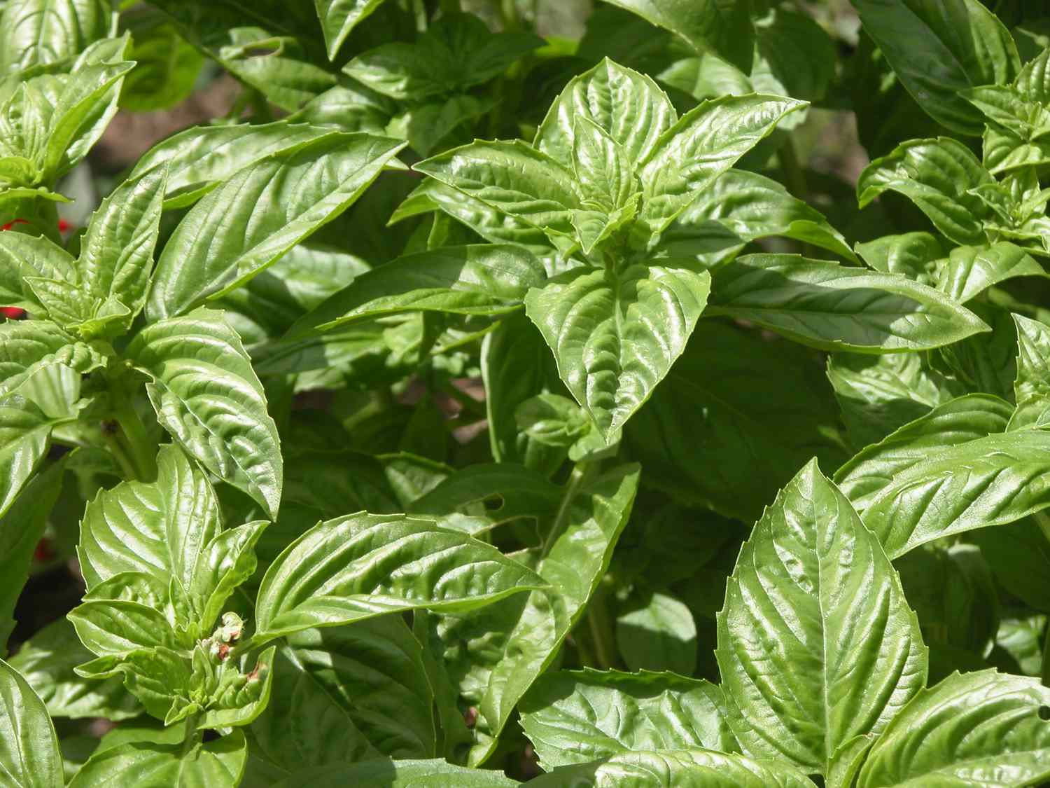 Growing Fresh Basil