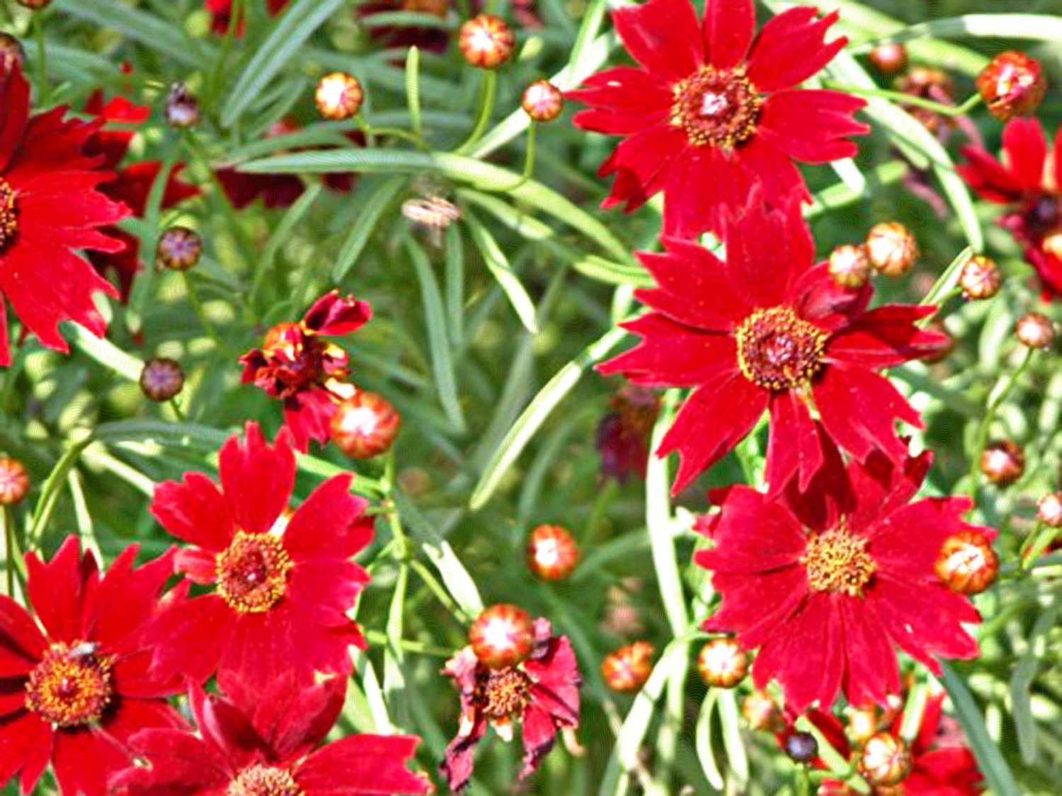 'Limerock Ruby' Coreopsis mit roten Blüten