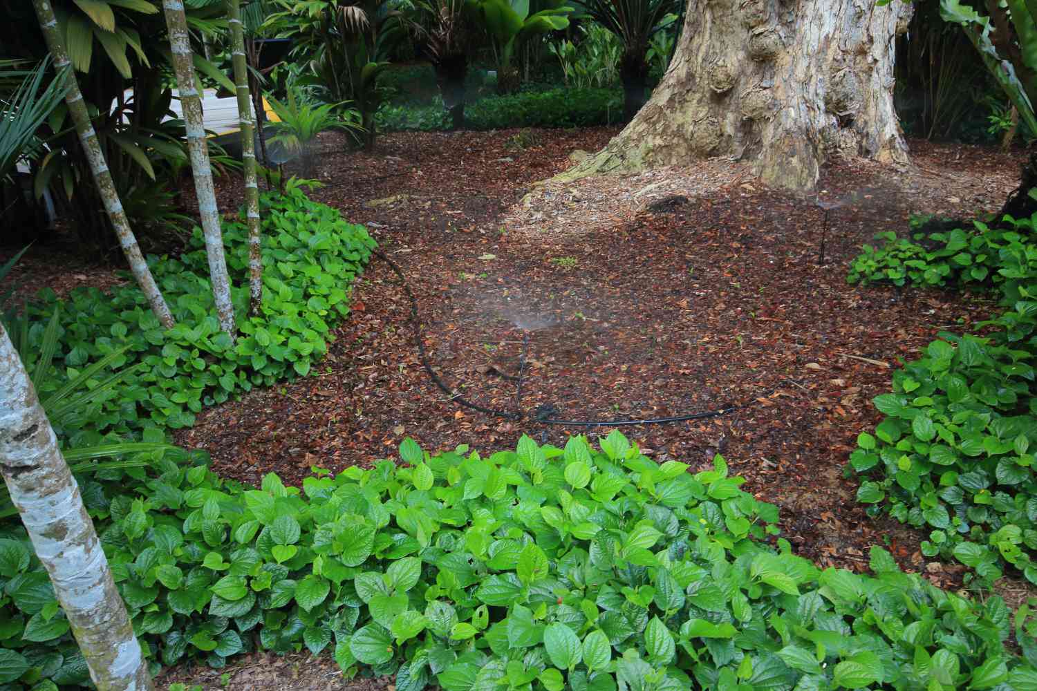 Mulchen um einen Baum zur Abdeckung freiliegender Wurzeln