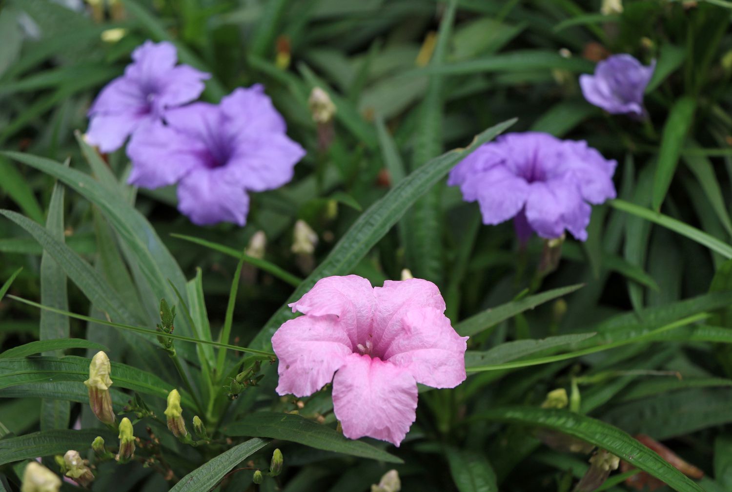 Flores de petúnia mexicana rosa e roxa