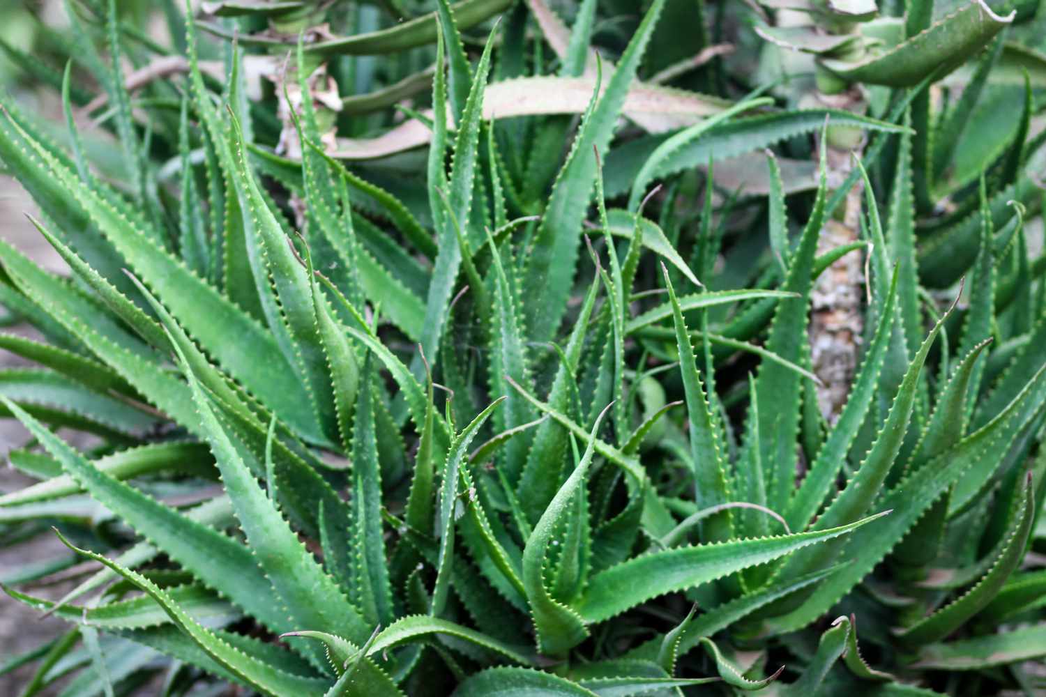 Cómo Cultivar Y Cuidar El Aloe De Krantz Aloe Arborescens Besthome365 6535