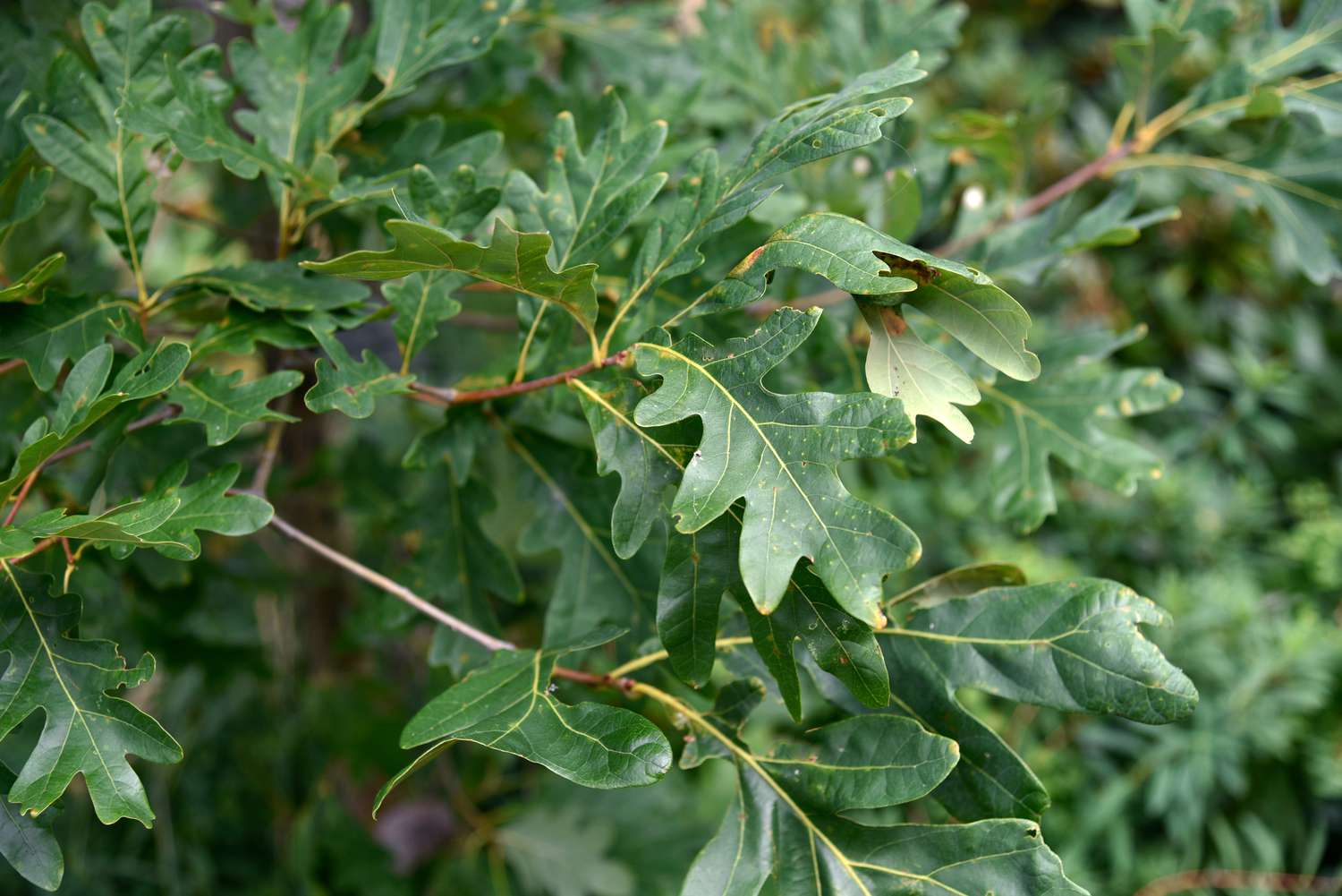 Ramas de roble blanco con grandes hojas lobuladas y brillantes 