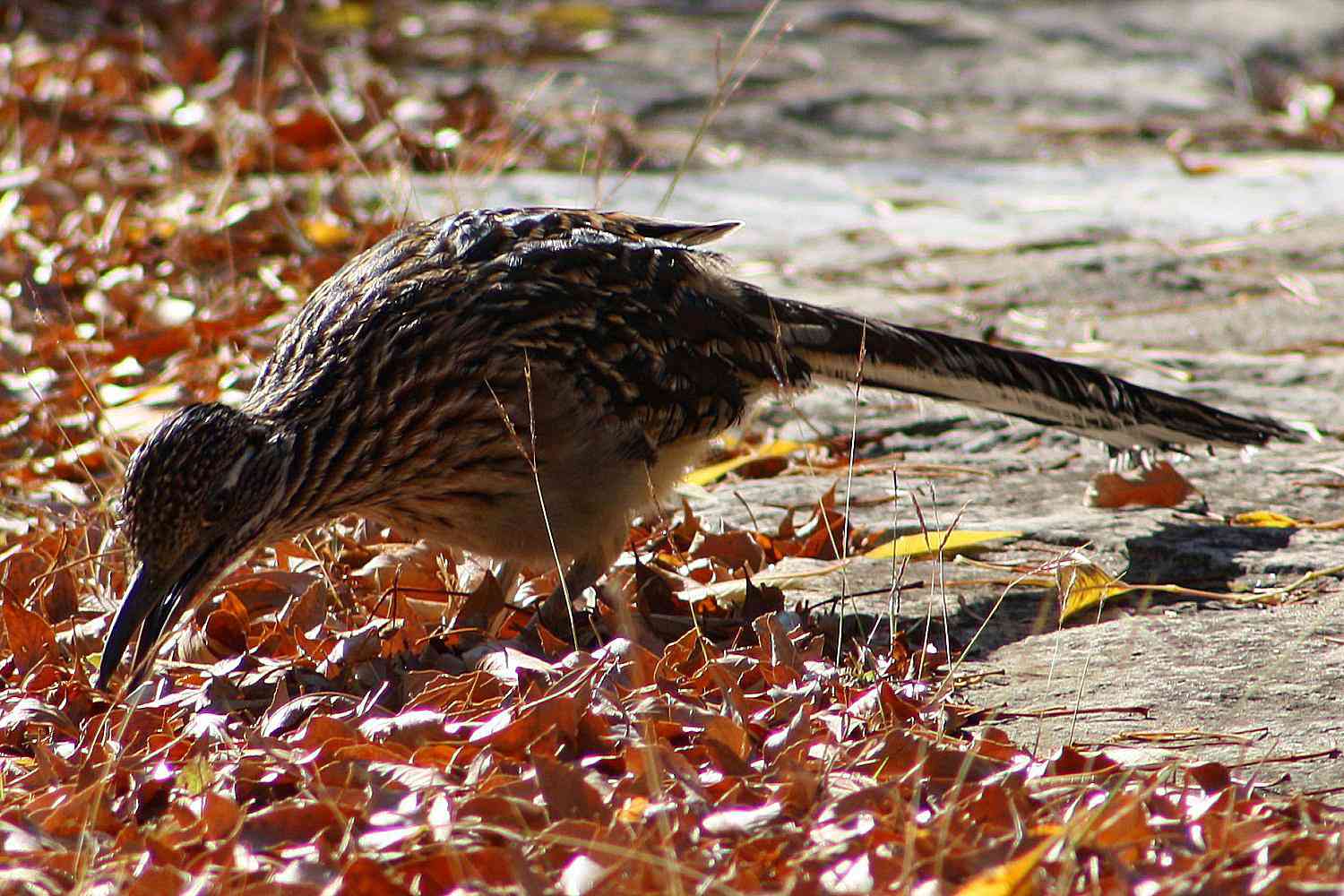 Waldwasserläufer bei der Futtersuche im Herbstlaub