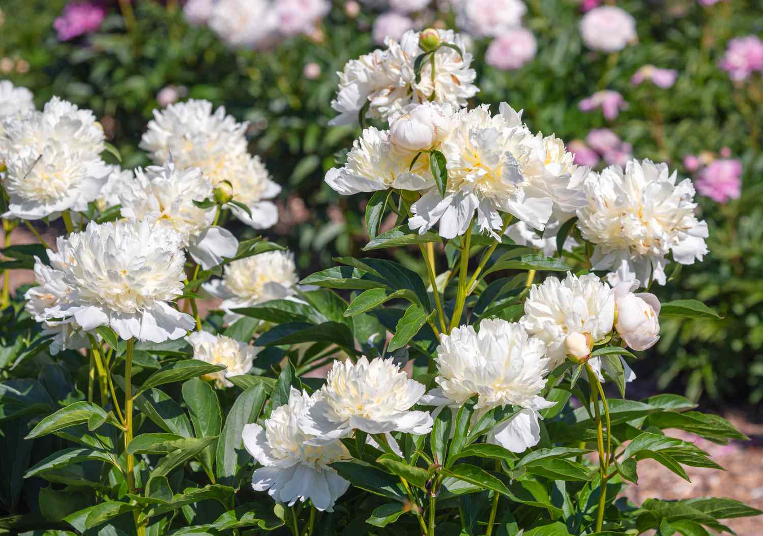 Weiße flauschige Pfingstrosenblüten im Garten