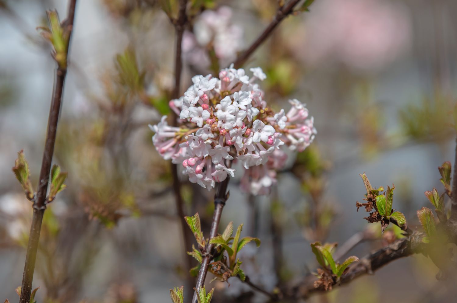 Koreanische Gewürzviburnum-Pflanze mit winzigen weißen Blüten, die an einem dünnen Stiel sitzen