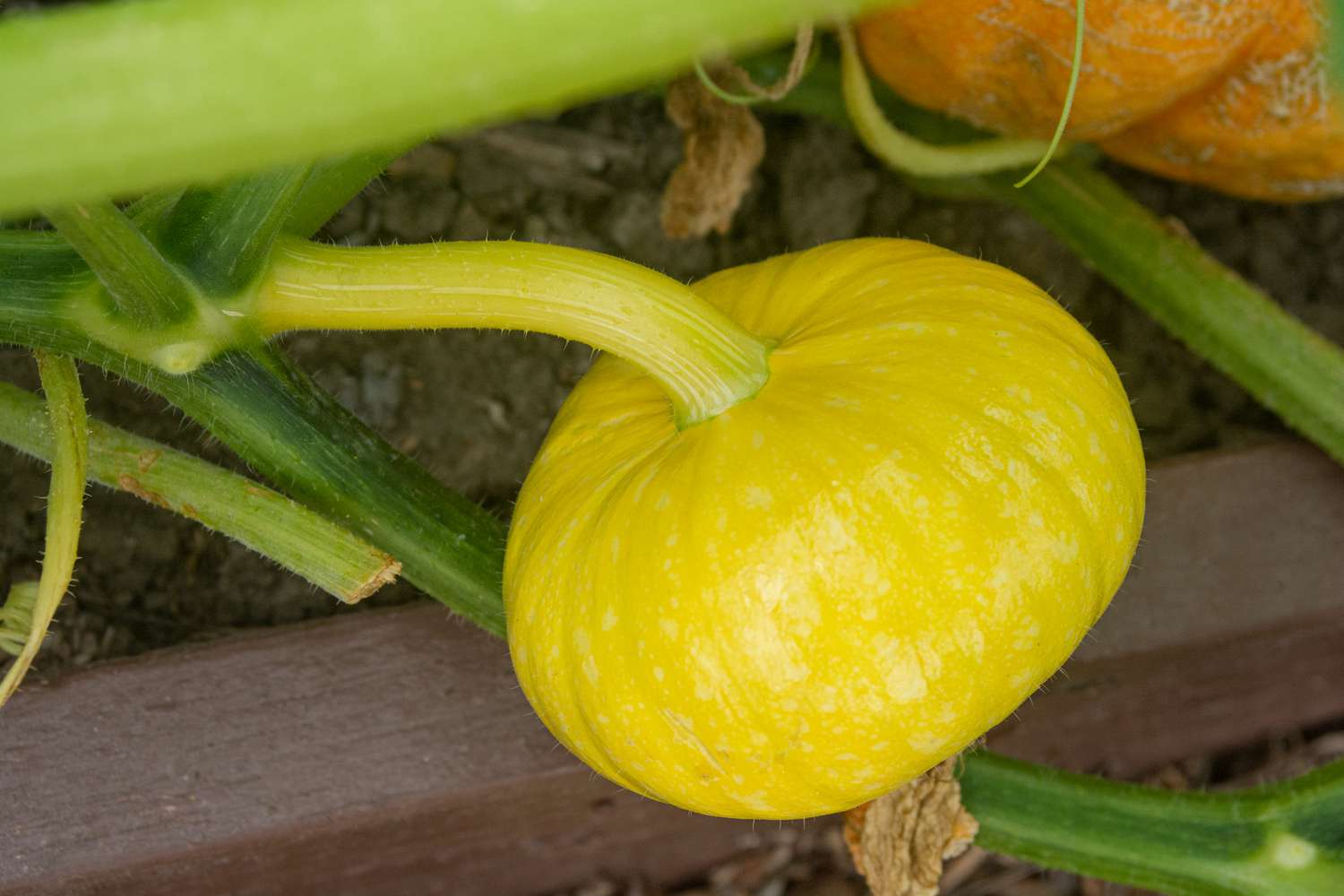 Kleine gelbe Kürbissorte wächst an der Rebe in Nahaufnahme