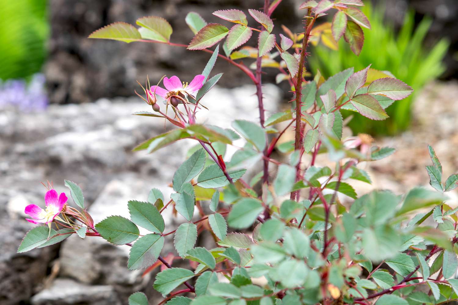 Rotblättrige Rosenpflanze mit Dornen und rosa Blüten am Ende roter Stiele