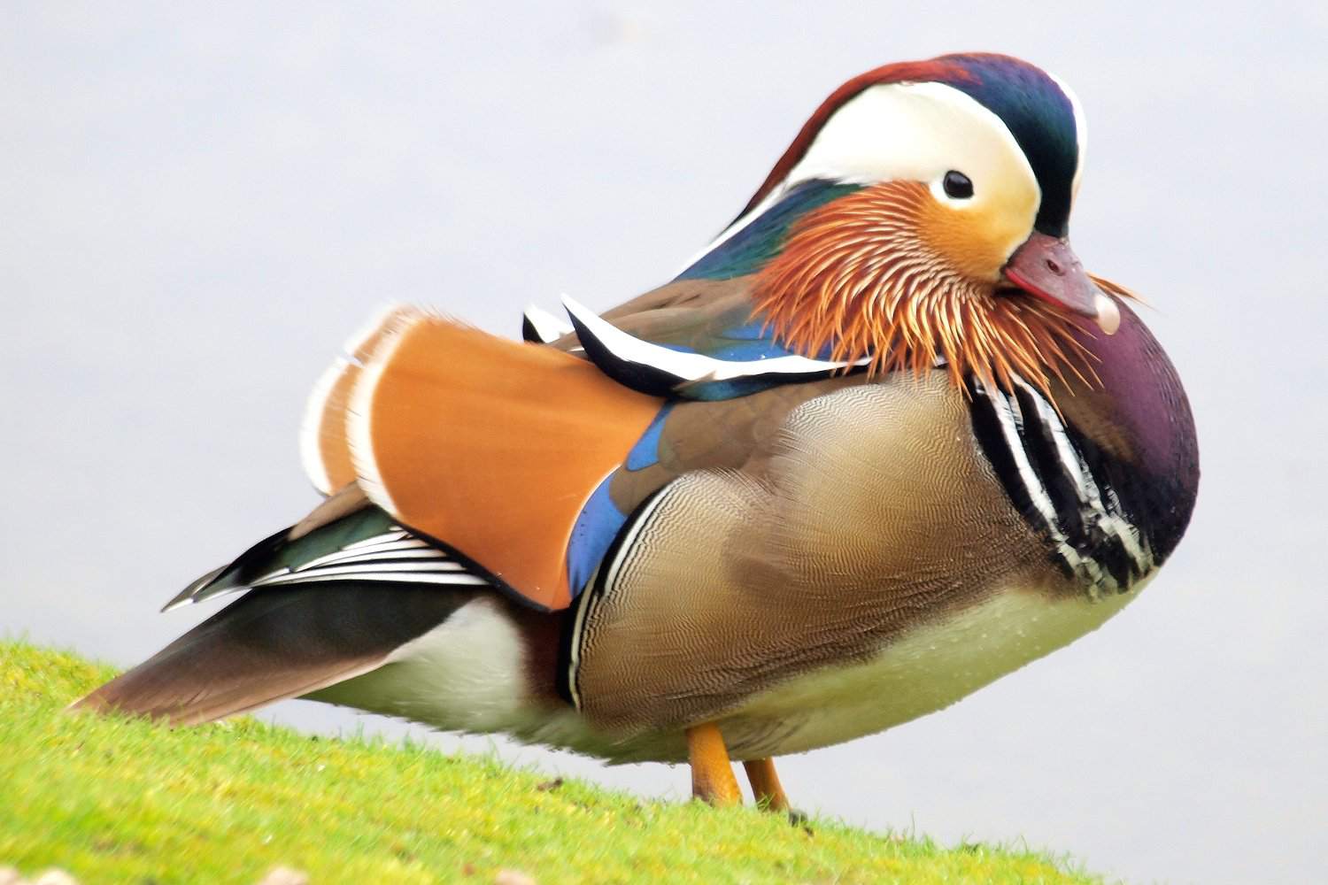 Mandarin-Ente