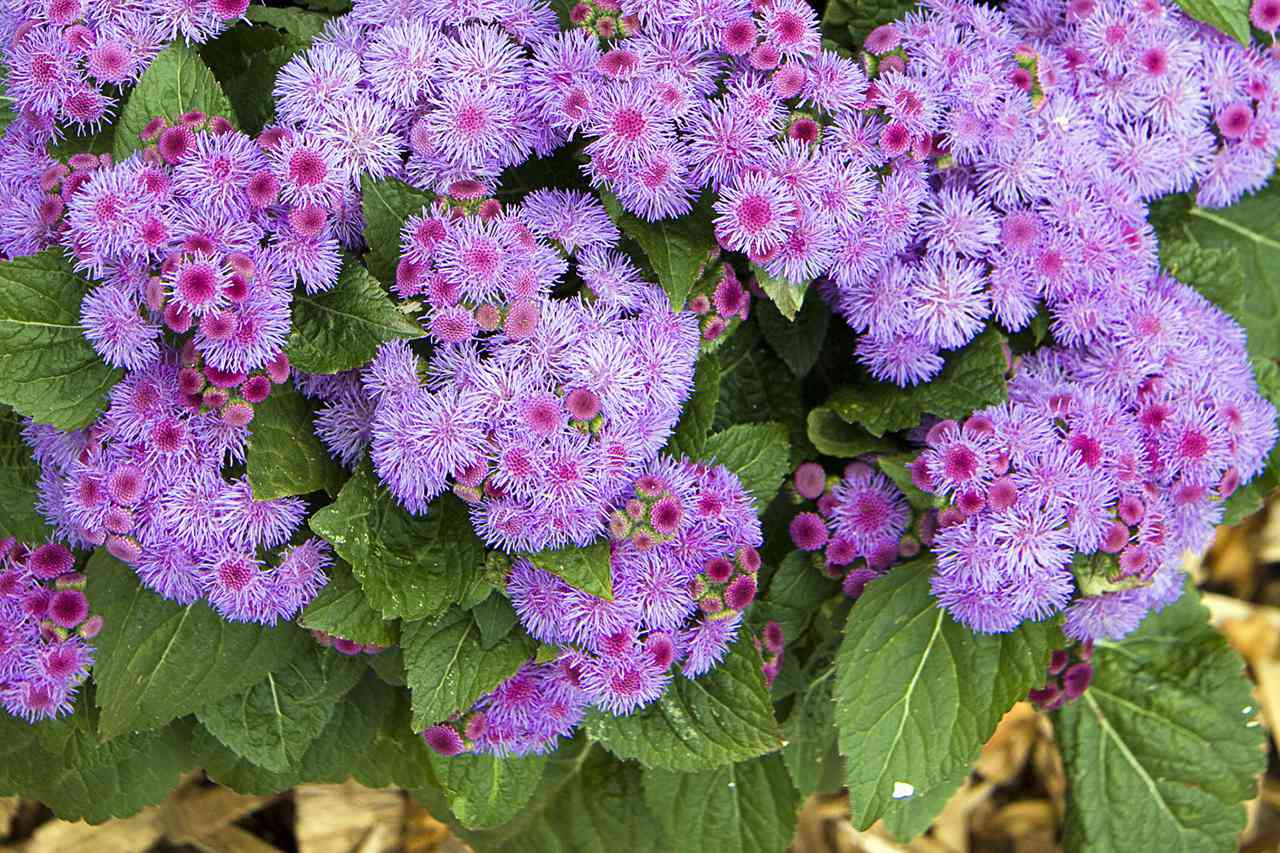 Flossflower (Ageratum houstonianum) 'Ariella Power Violet'