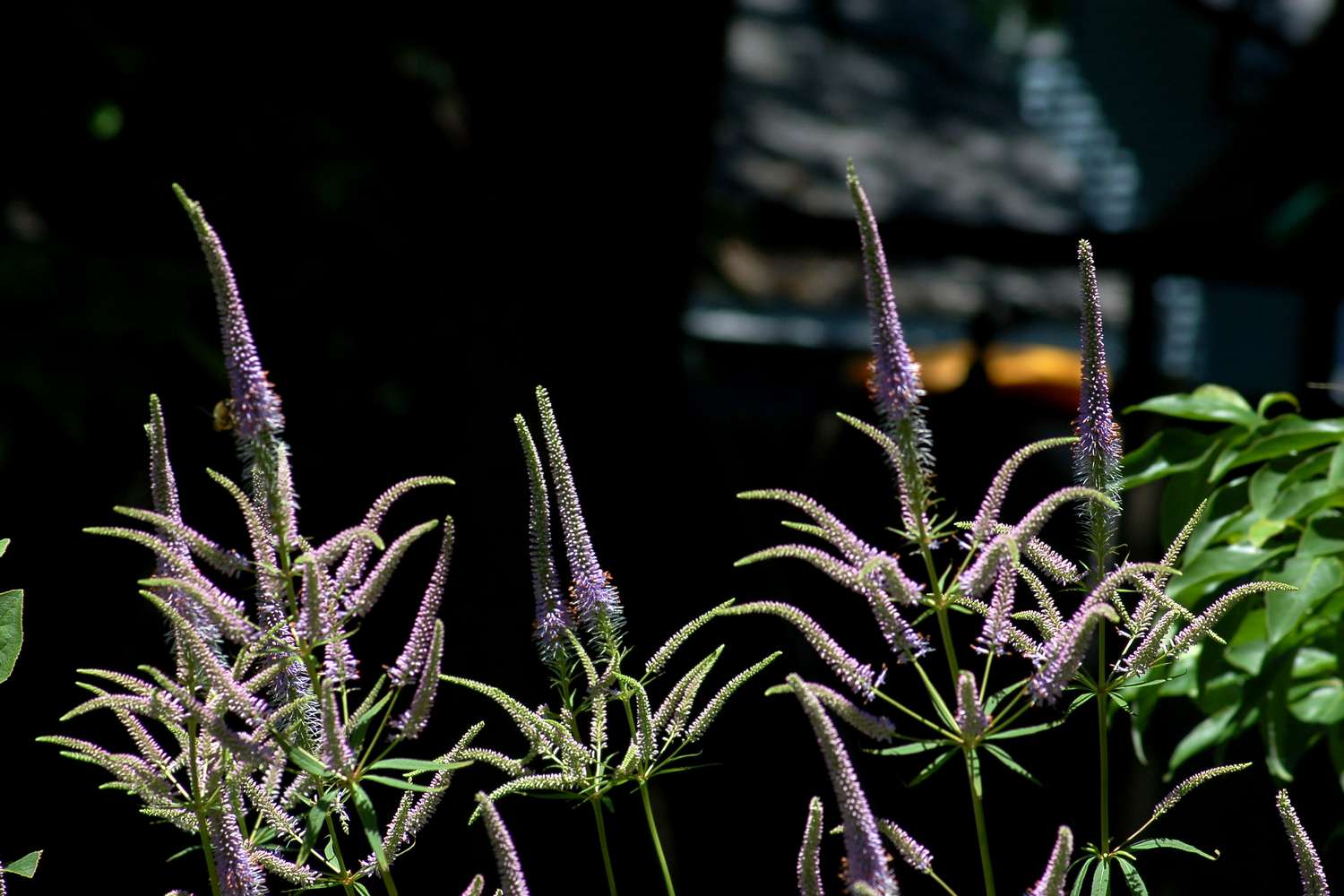 Blumenzwiebelpflanzen in Blüte, mit Büscheln von Blütenähren