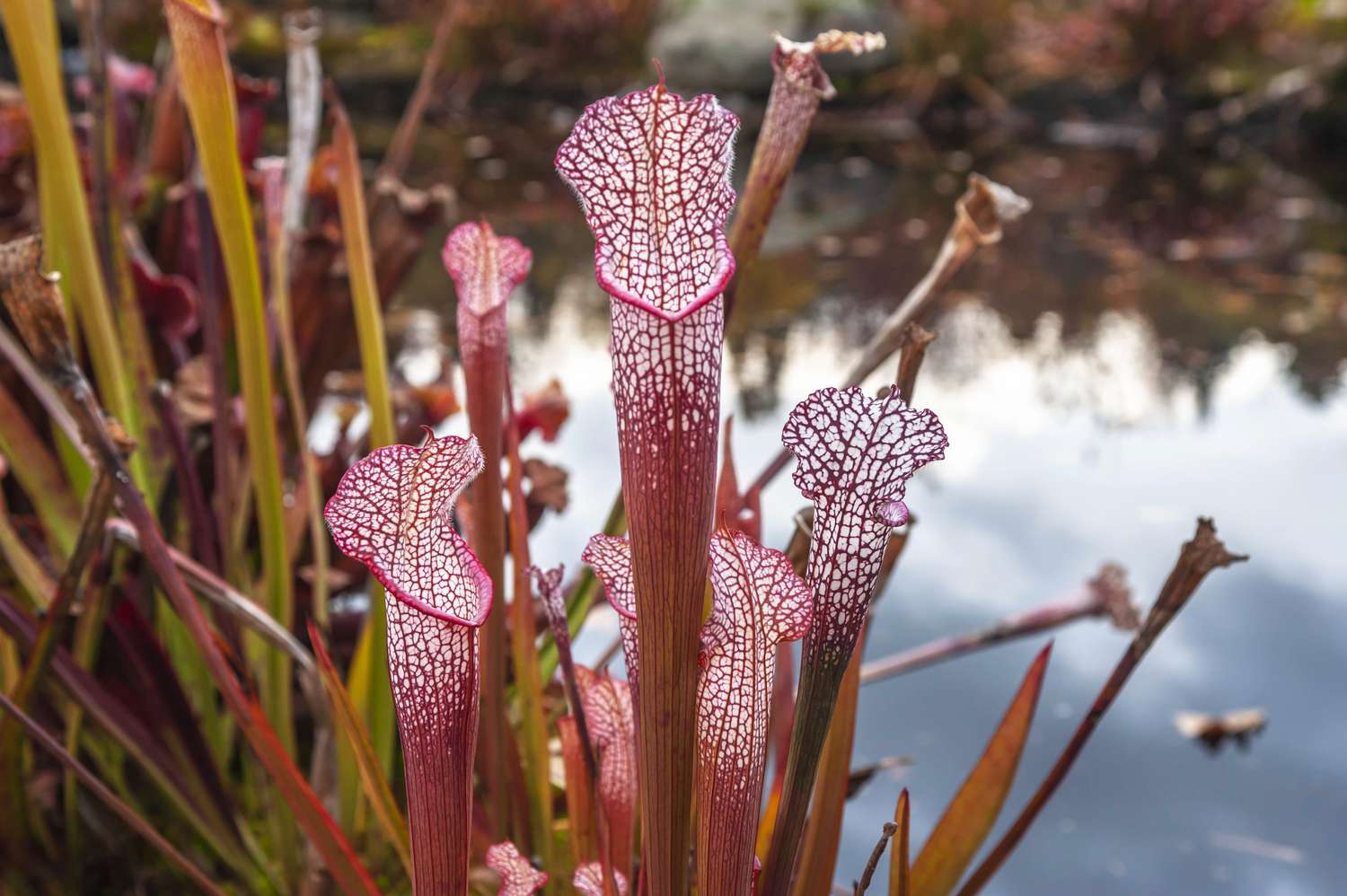 white pitcher trumpet plant