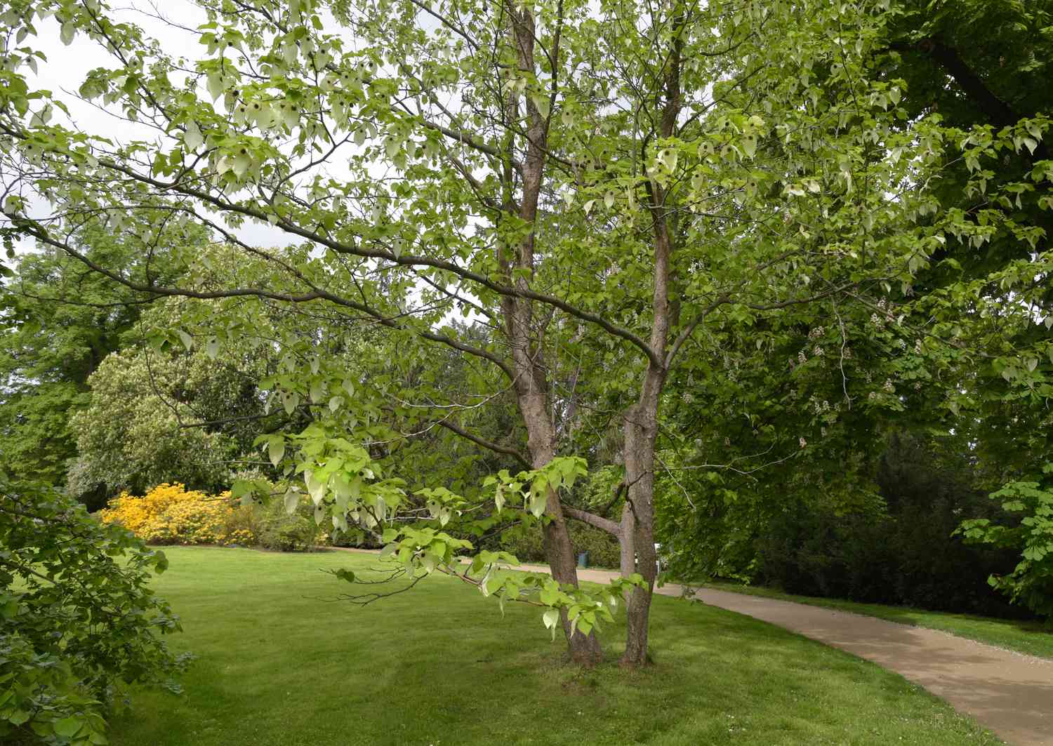 Taubenbäume am Wegesrand mit grünen herzförmigen Blättern und weißen Hochblättern