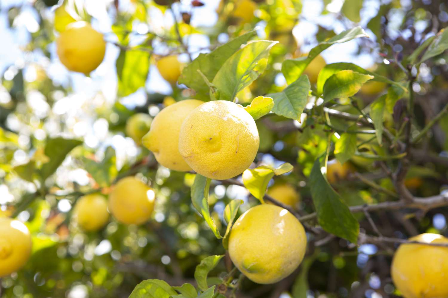 Lissabonner Zitronenbaumzweige mit gelben Zitronenfrüchten hängen