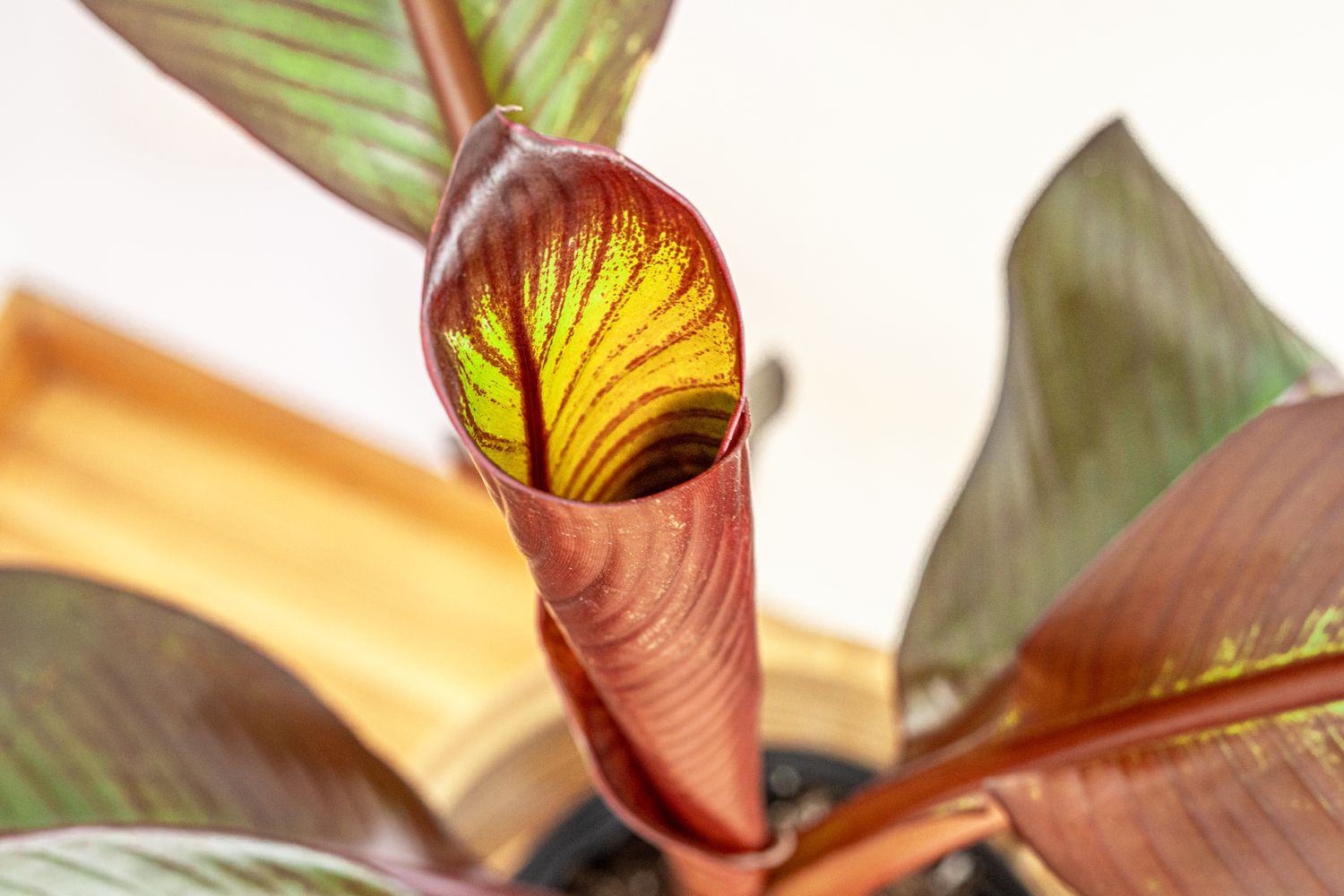 Blatt der abessinischen Bananenpflanze eingewickelt als Keimling im Haus