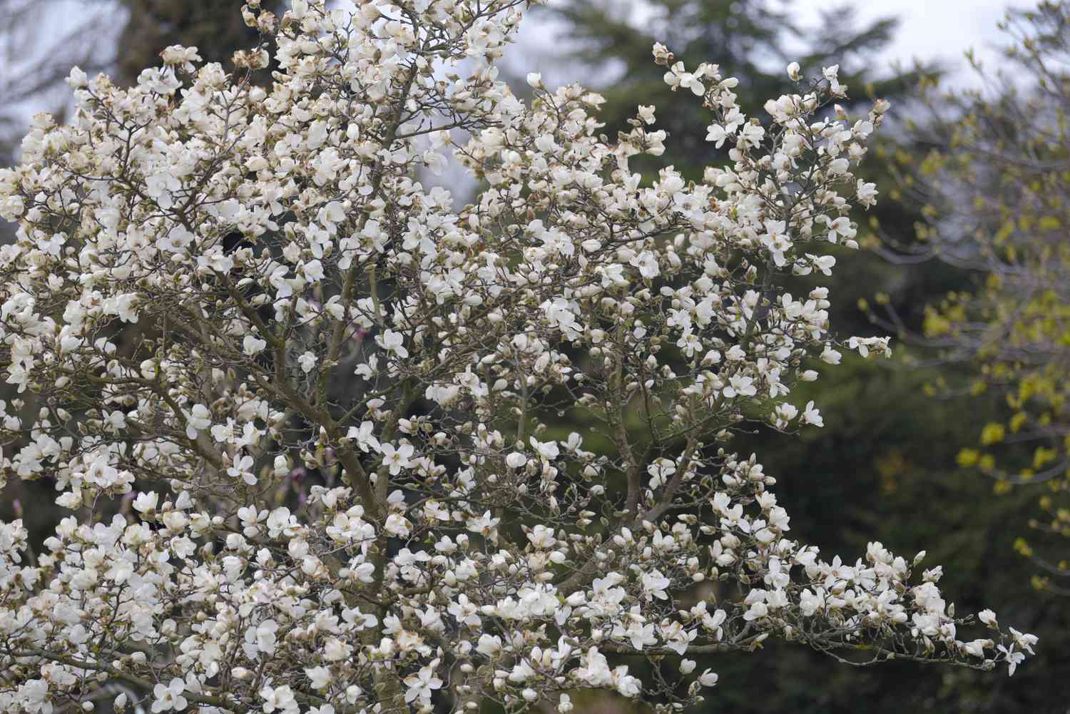Kobus-Magnolienbaum in der Spitze mit weißen Blüten an den Zweigen