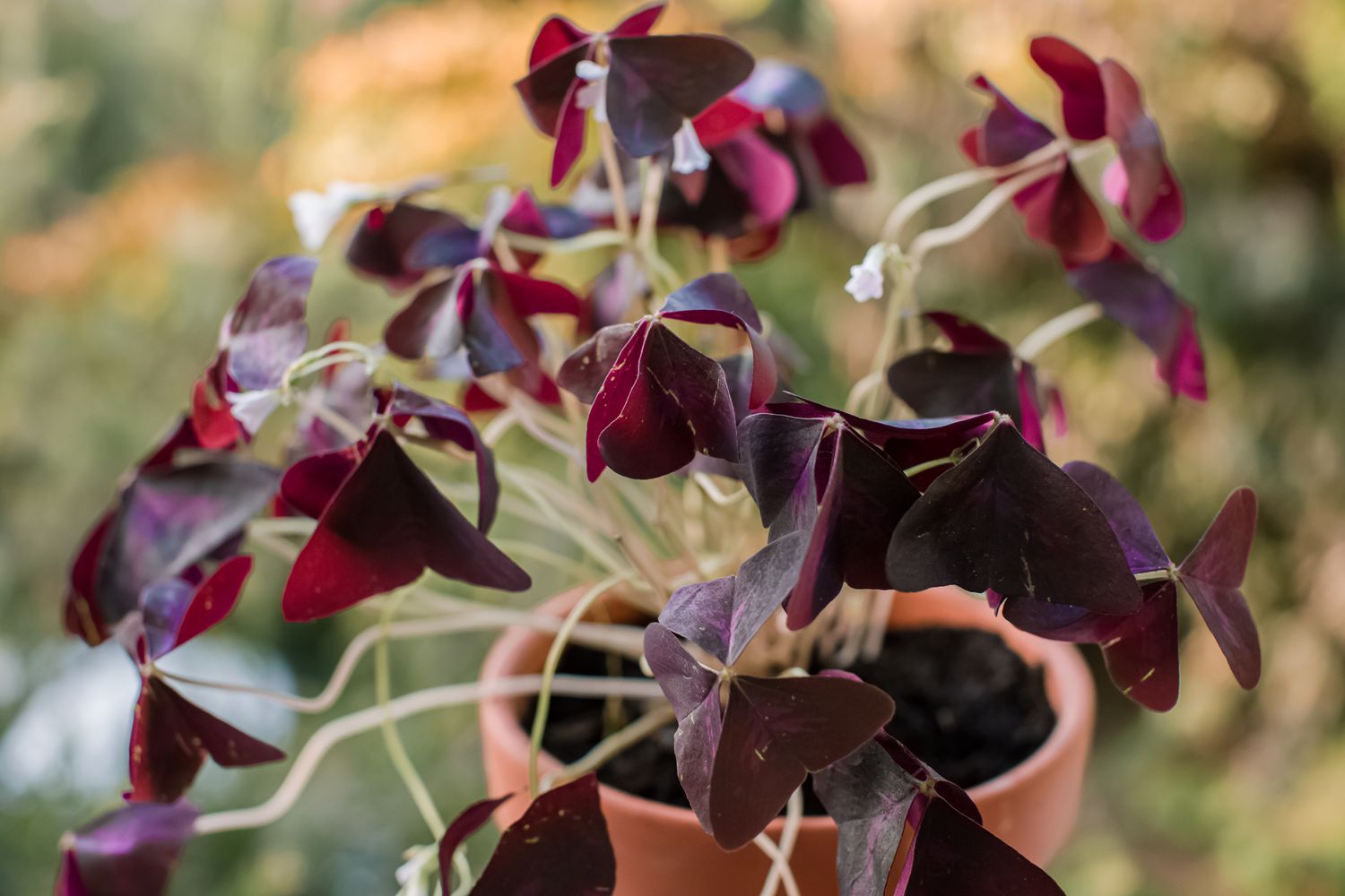 Violettes Kleeblatt, das in einem Container wächst