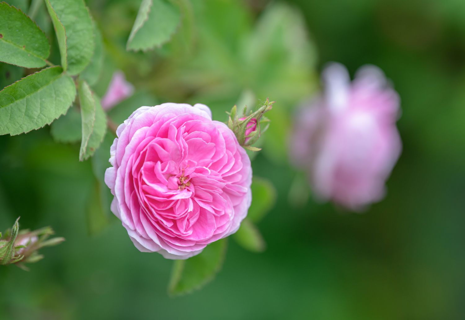 Flores de peônia rosa claro para atrair beija-flores