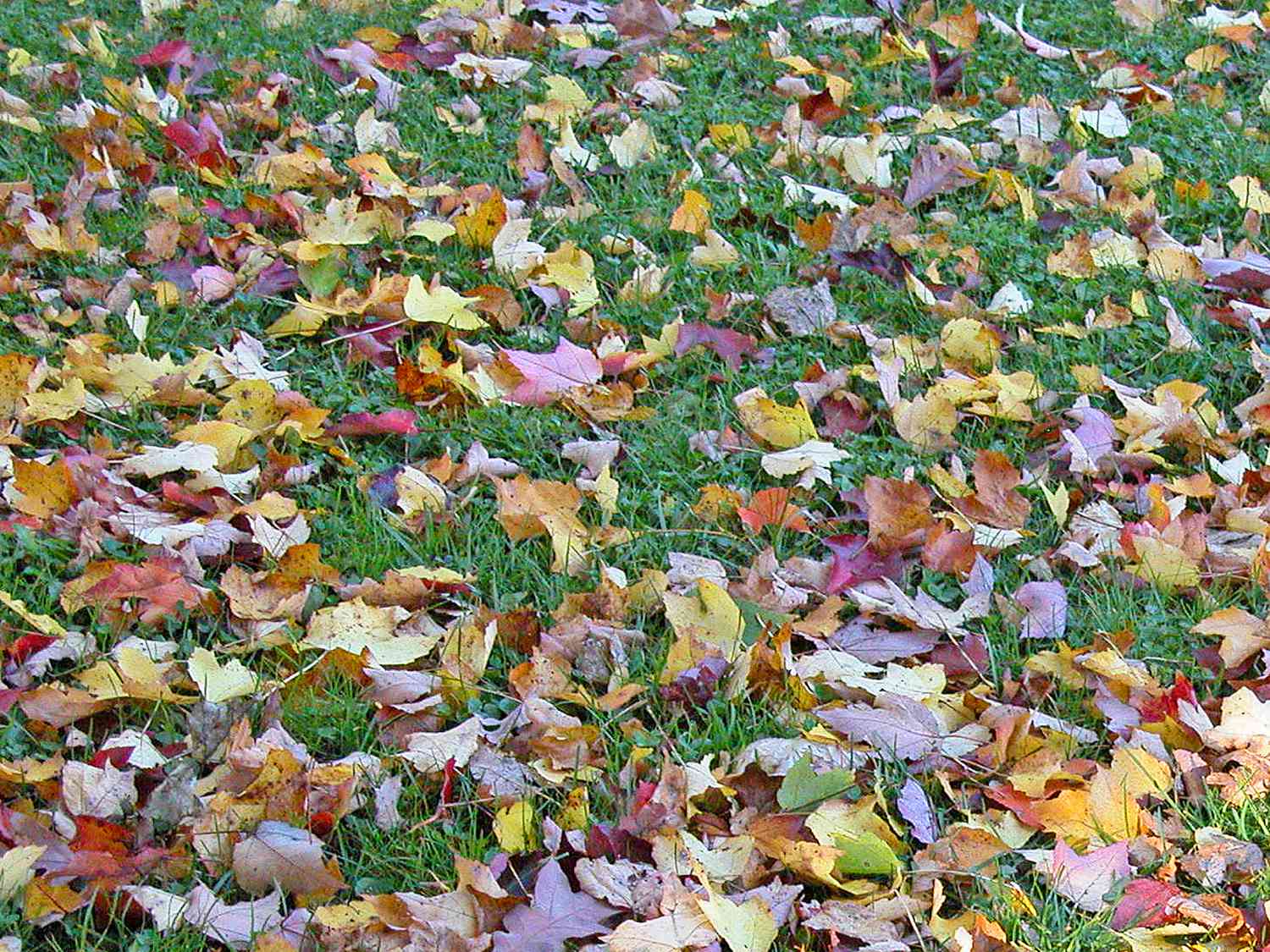 Gefallene Blätter auf Gras