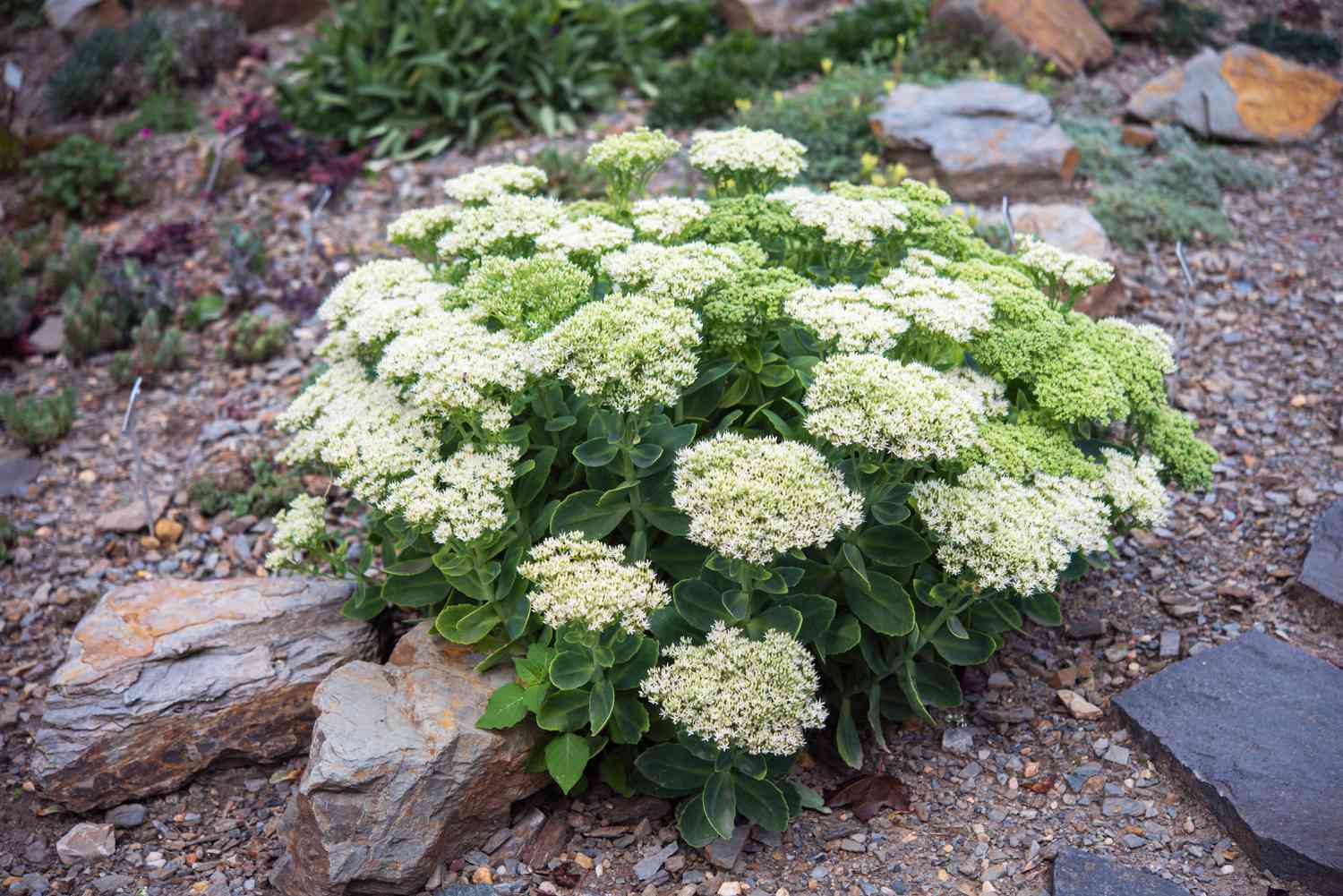 Sedum-Pflanze mit kleinen weißen Blütenbüscheln inmitten von Steinen und kleinen Felsen