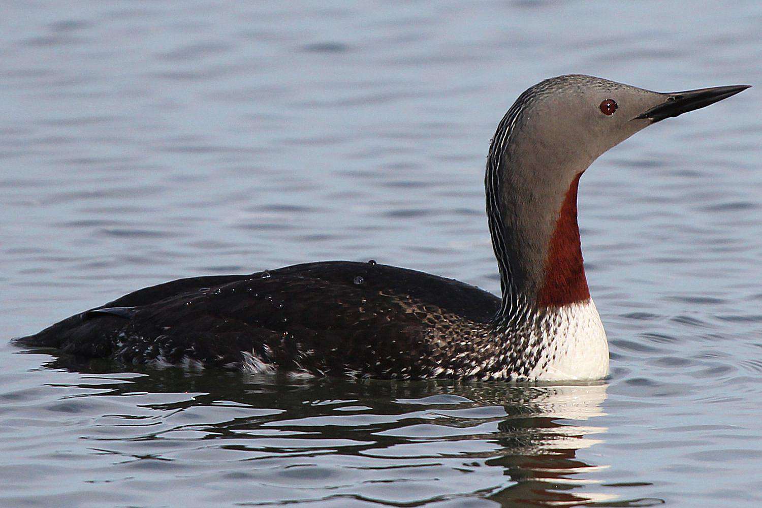 Red-Throated Loon in Breeding Plumage
