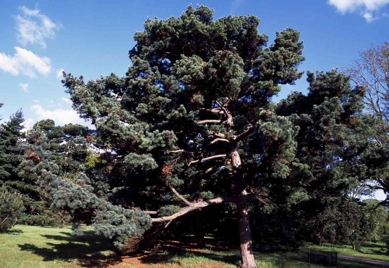 Japanische Weißkiefer (Pinus parvifolia), Pinaceae