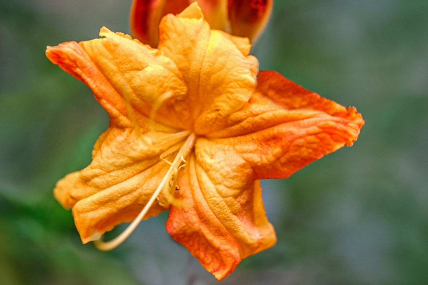 Gibraltar-Azalee-Blüte mit orangefarbenen trichterförmigen Blütenblättern in Großaufnahme