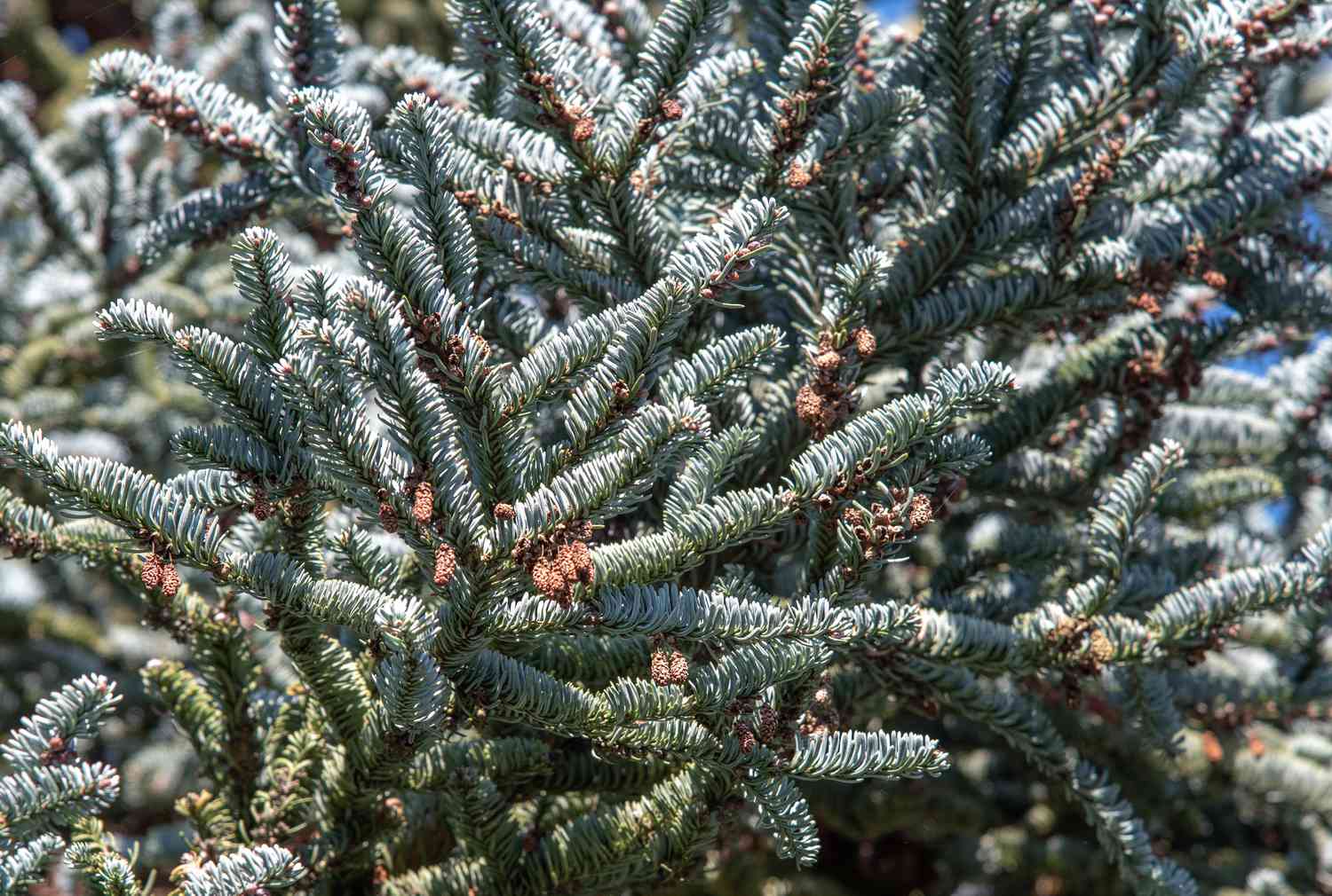 Noble fir branches with short silvery-green evergreen needles in sunlight