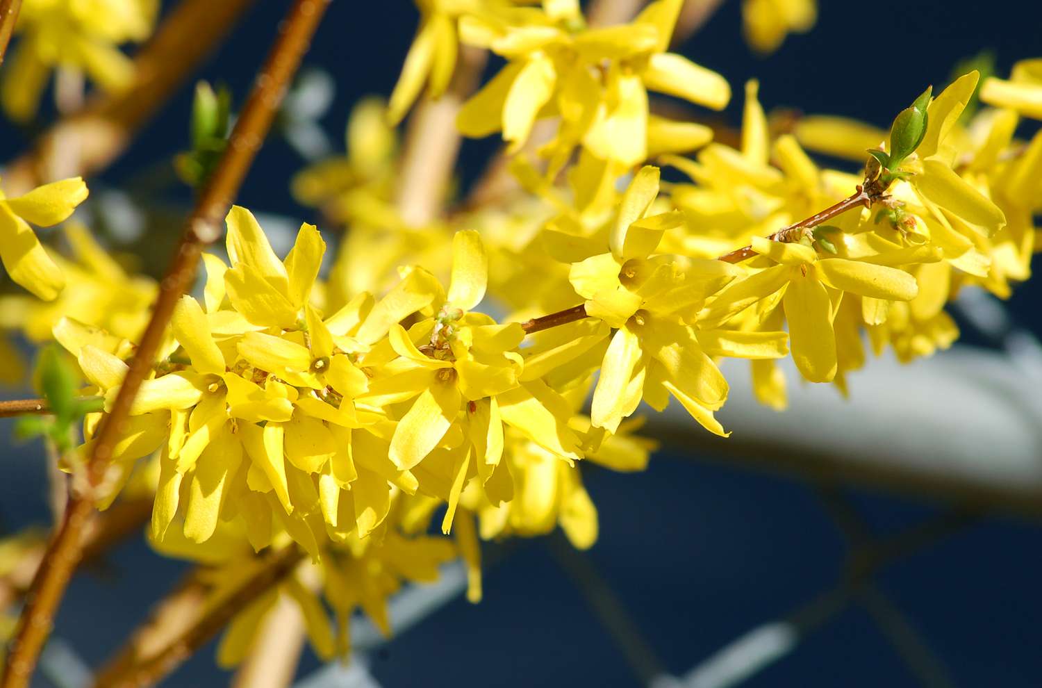 rama de forsitia en flor