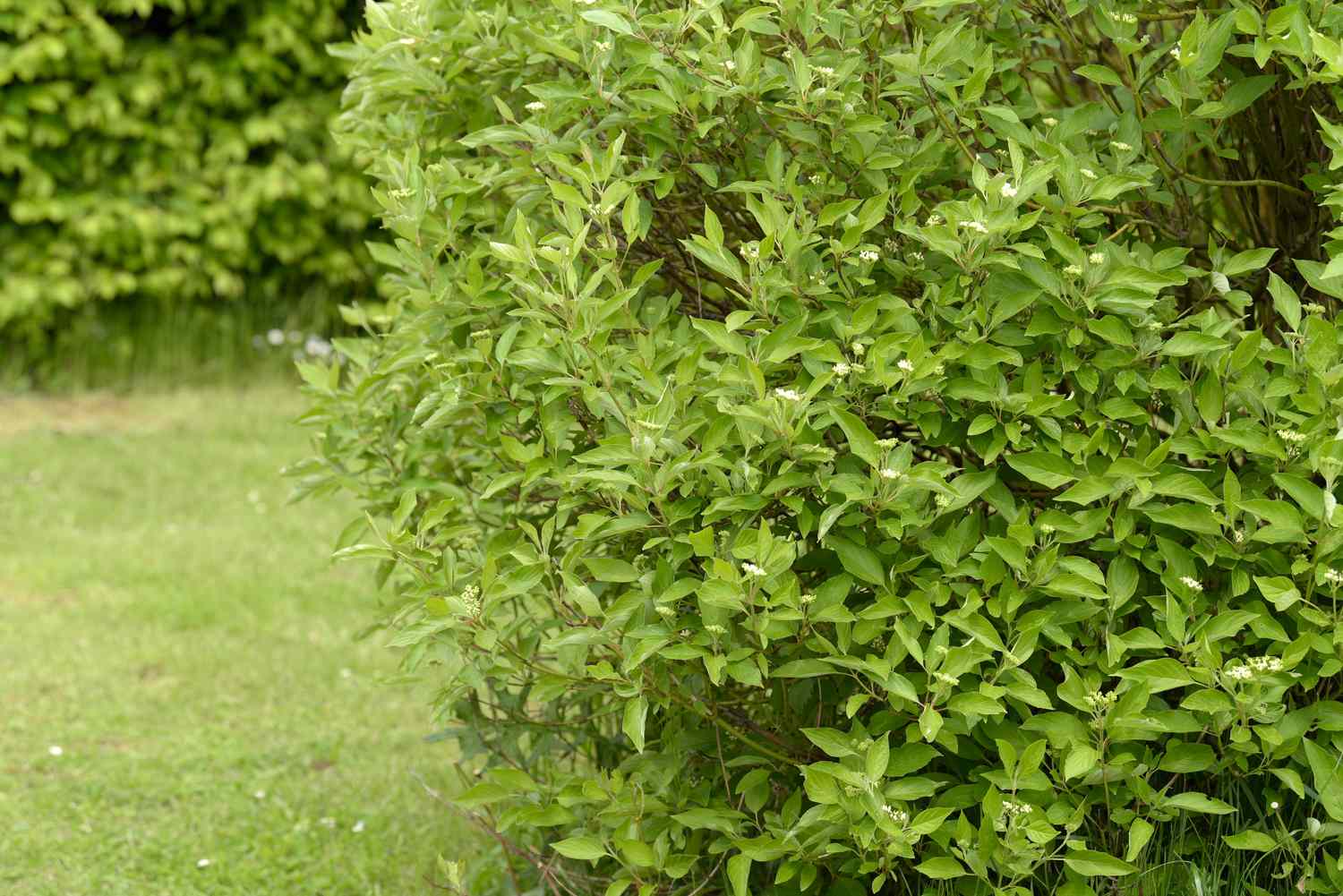 Gelber Hartriegelstrauch mit grünen Blättern und kleinen weißen Blüten