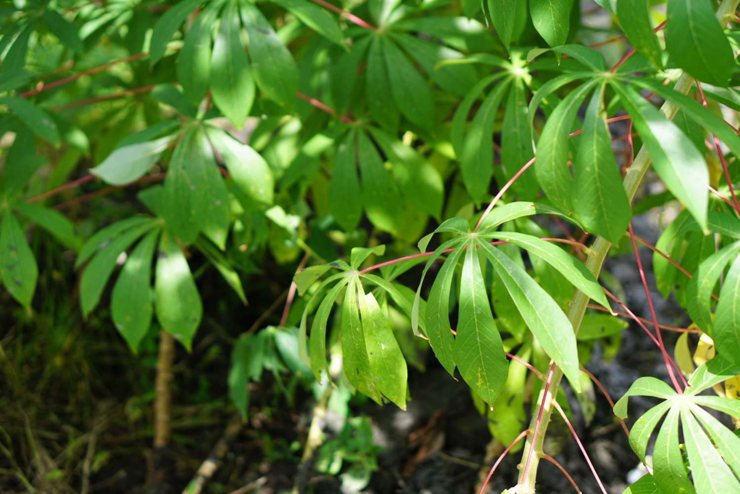 Maniok-Blätter