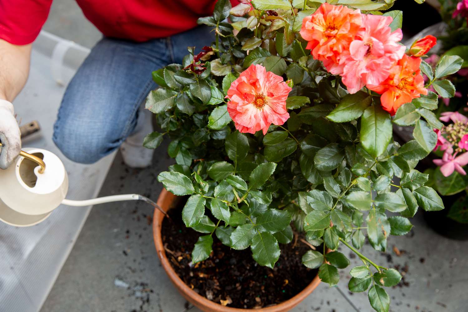 Orangerote Rosen im Topf mit weißer Gießkanne, die Wasser darüber gießt