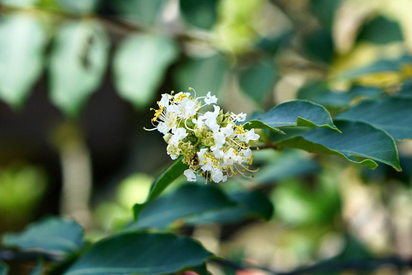 Natchez Kreppmyrtenbaumzweig mit kleinen weißen Blüten 