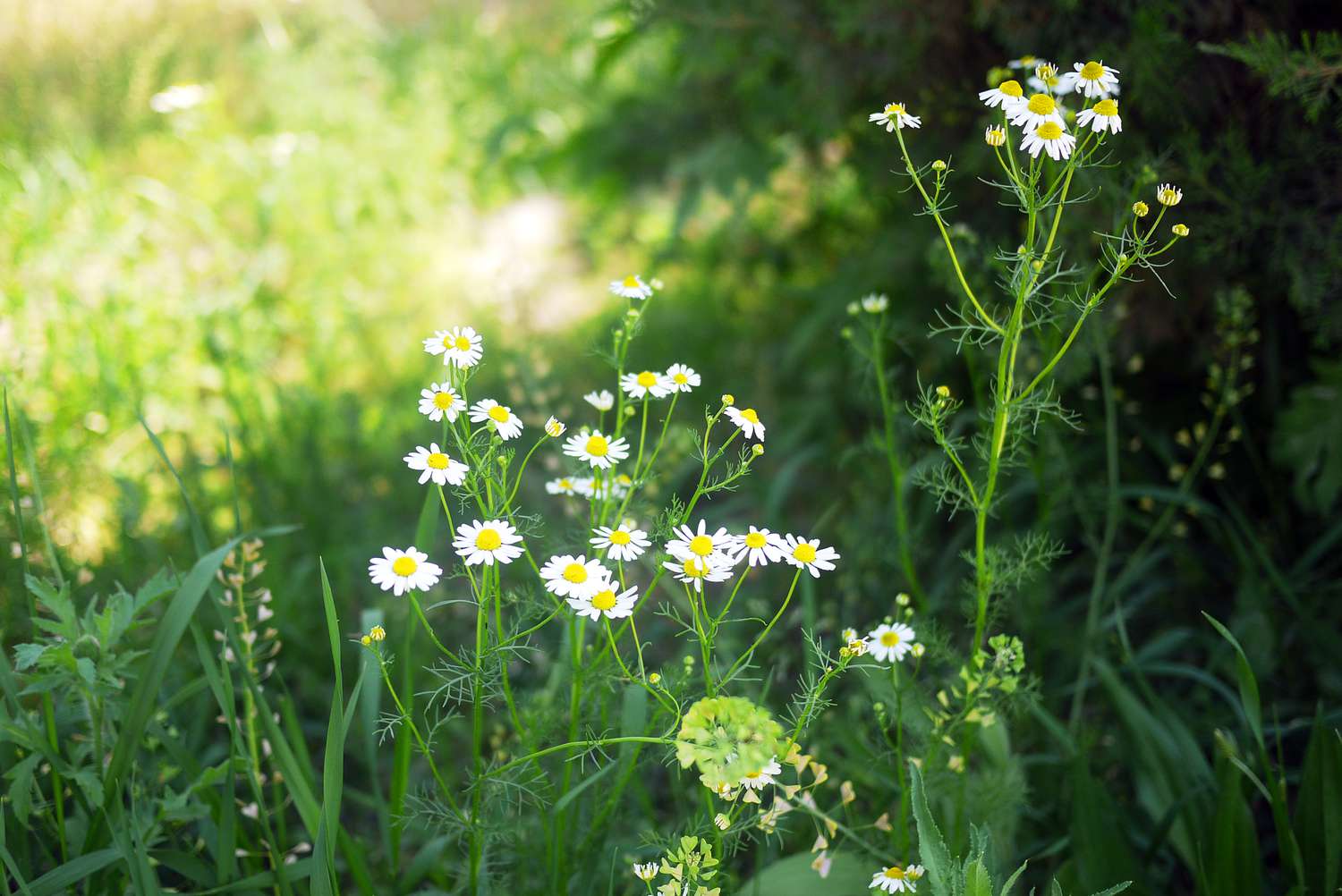 Kamillenblüten wachsen im Schatten