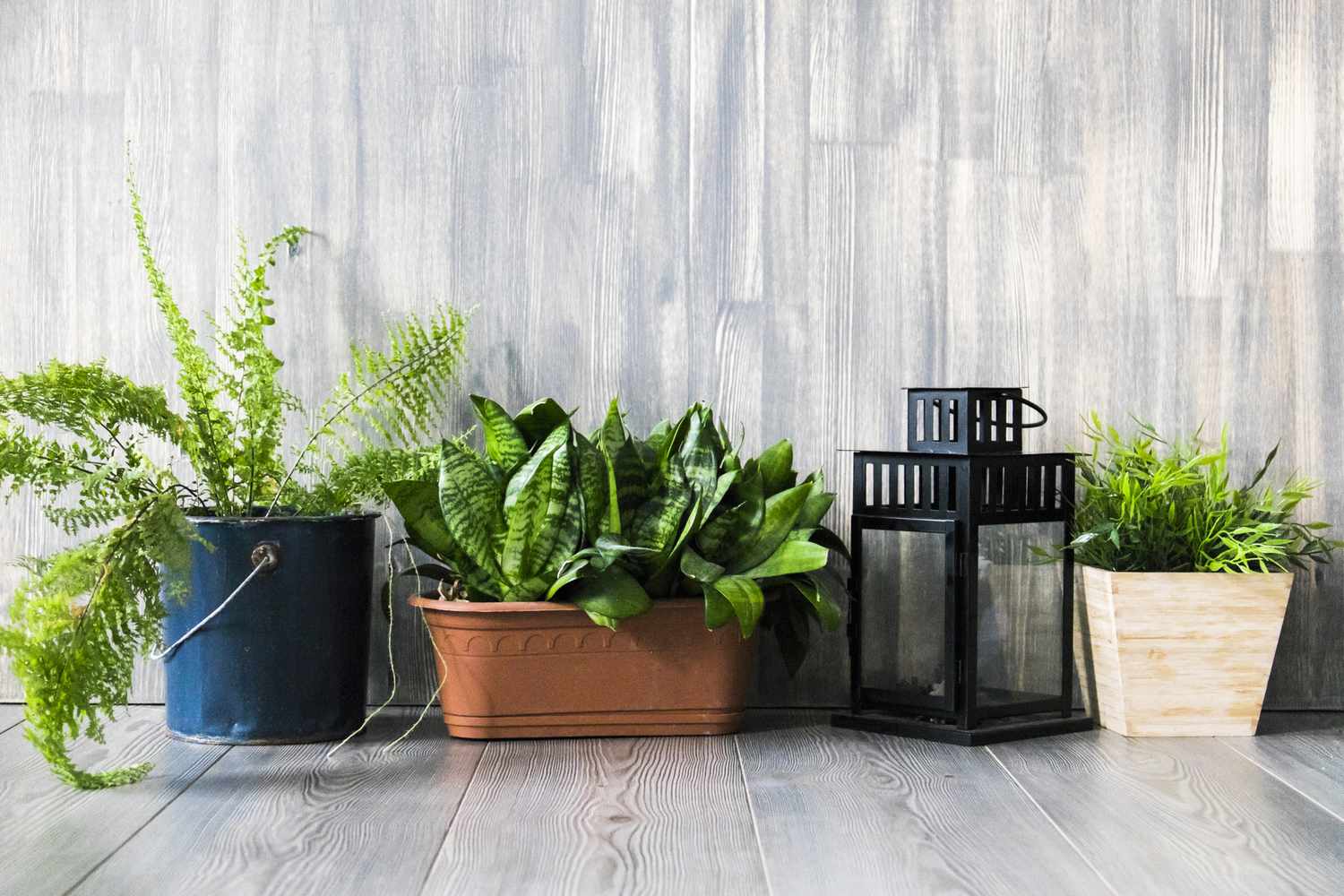 Container plants on the floor