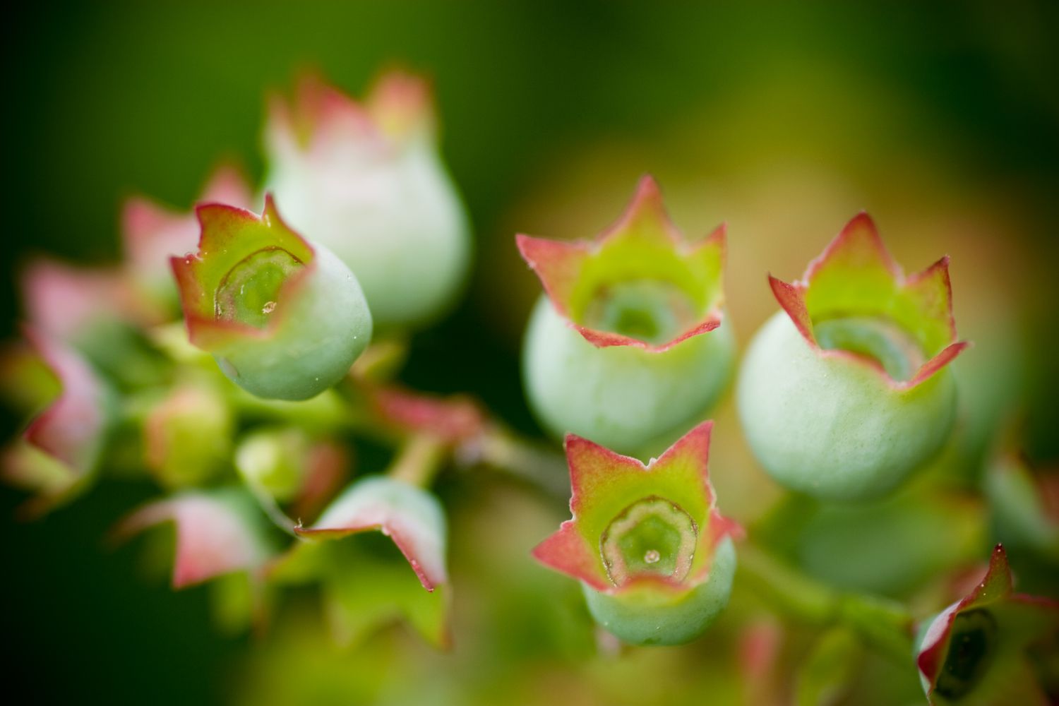 Nahaufnahme von unreifen Lowbush-Heidelbeeren