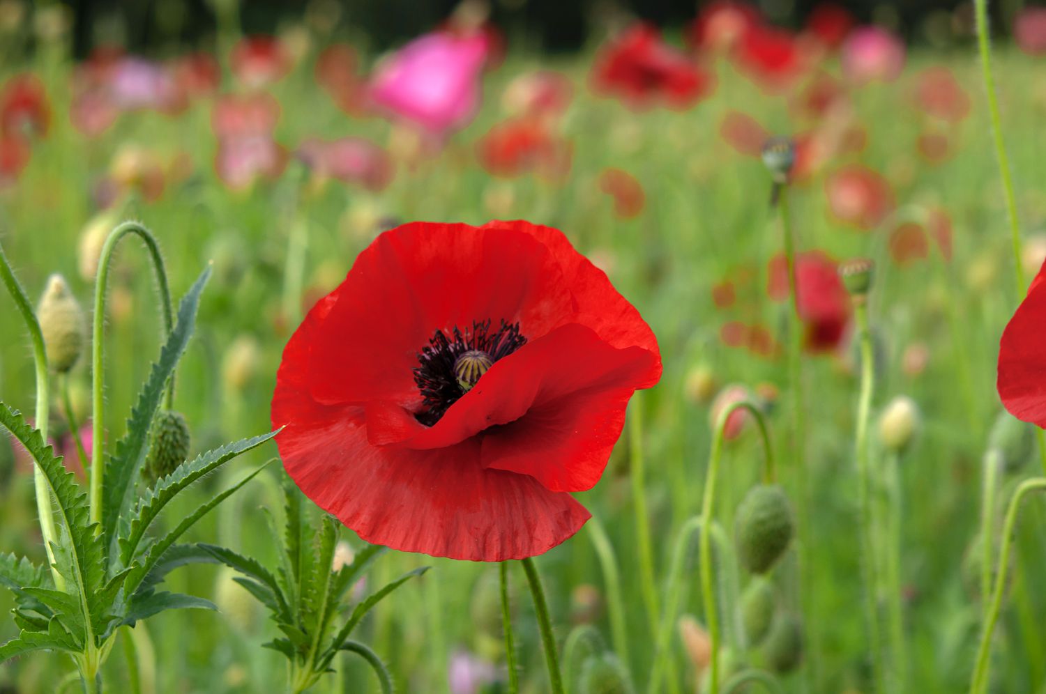 Rote Mohnblume vor einem Feld mit anderen roten und rosa Blumen