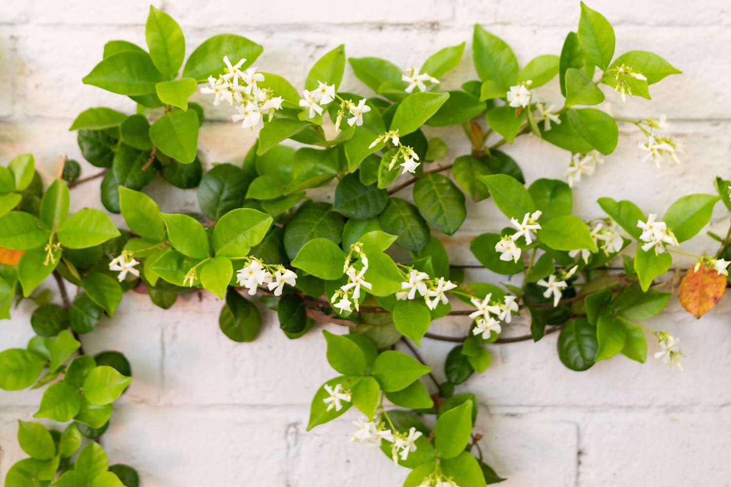 Sternjasminreben, die an einer weißen Backsteinmauer klettern, mit kleinen weißen Blüten in Nadelform 