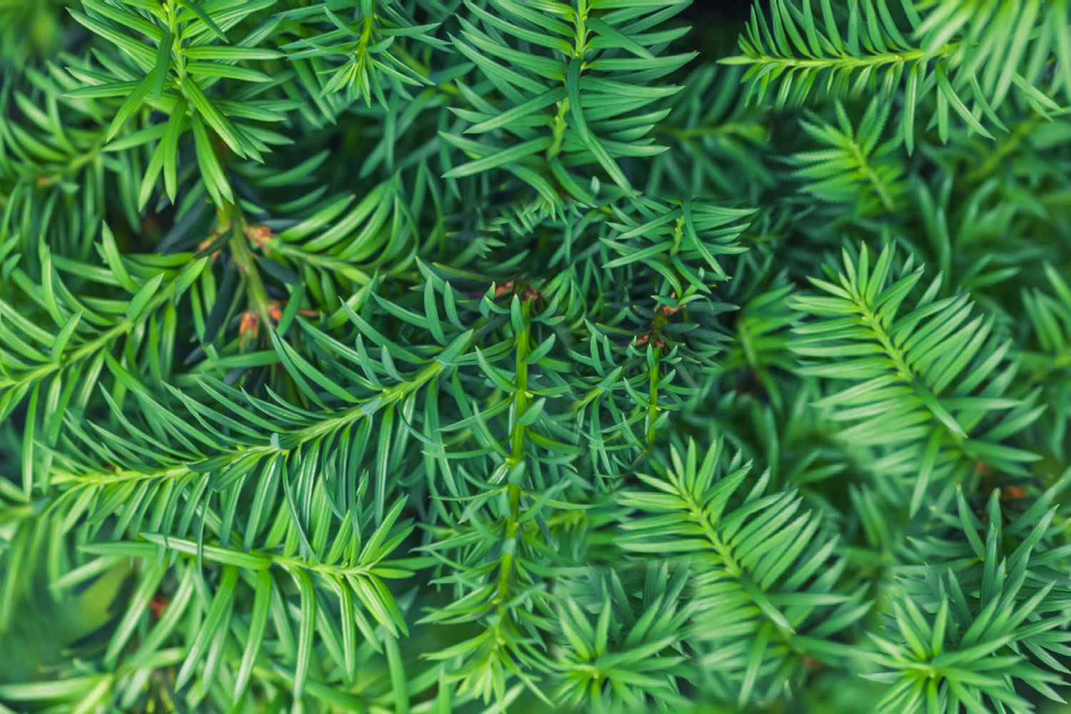 rosemary plant