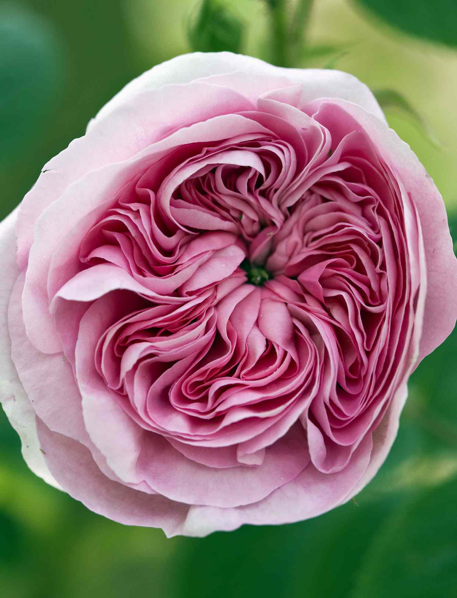 'Heritage' Englische Rose mit rosa Blütenblättern