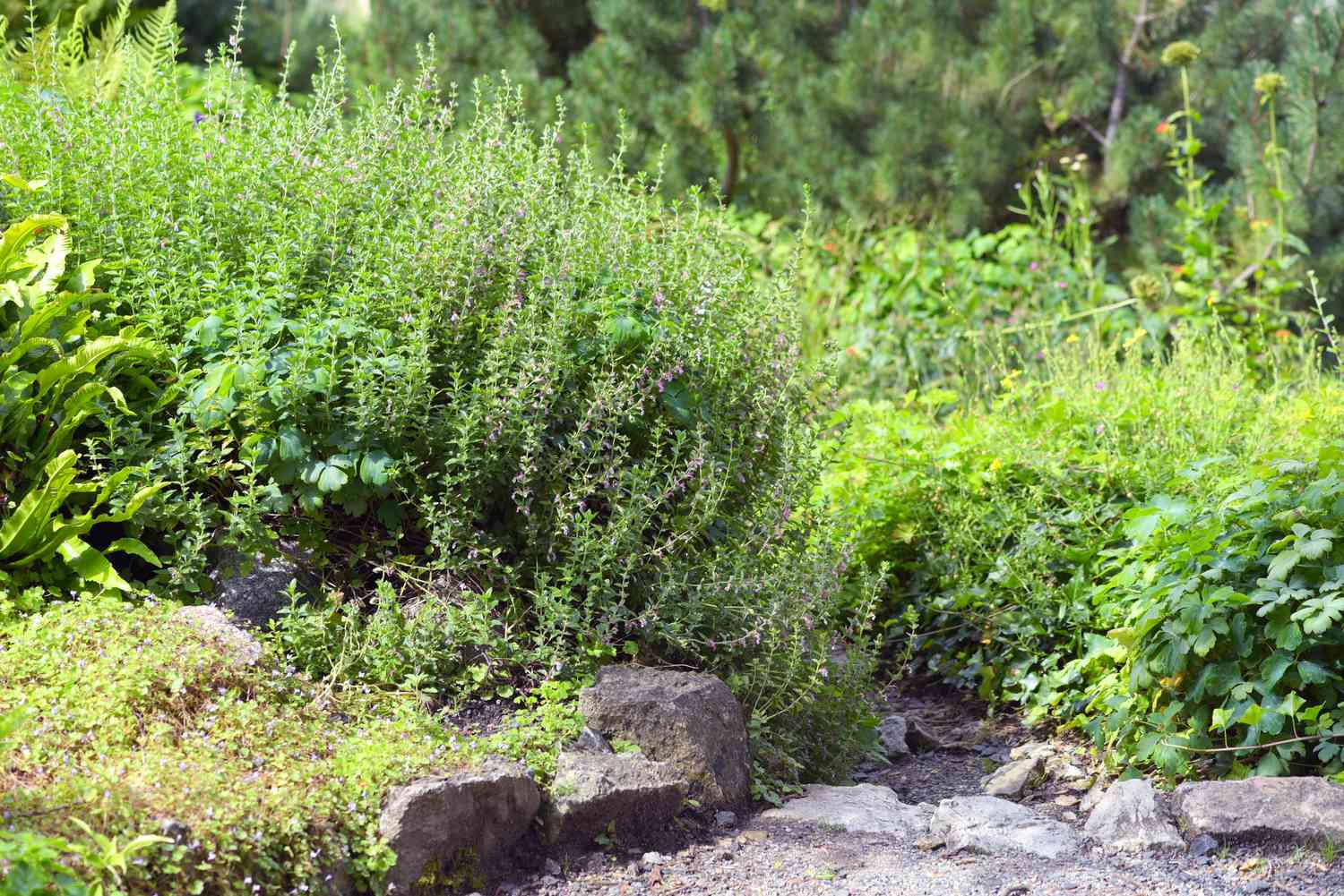 Planta de germeandro de parede com folhas em forma de touceira e flores roxas claras