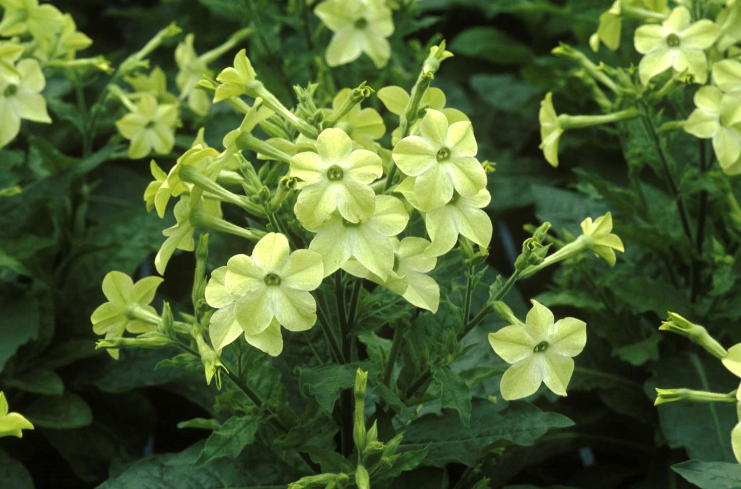 Nicotiana