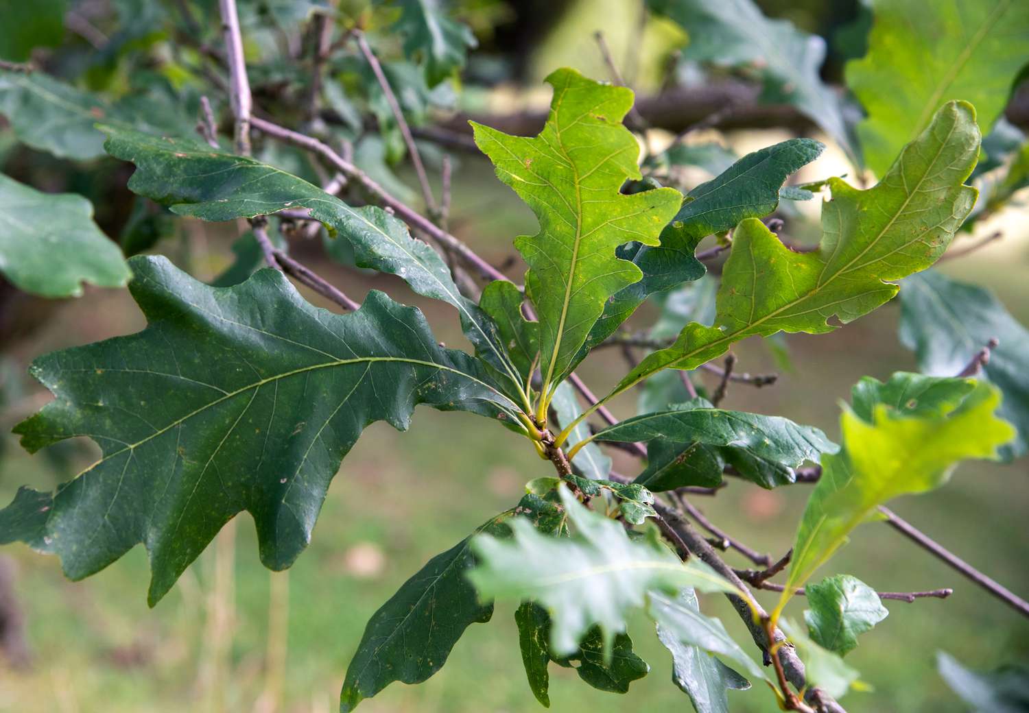 Sumpf-Weißeichenbaumzweig mit geschlungenen Blättern in Nahaufnahme