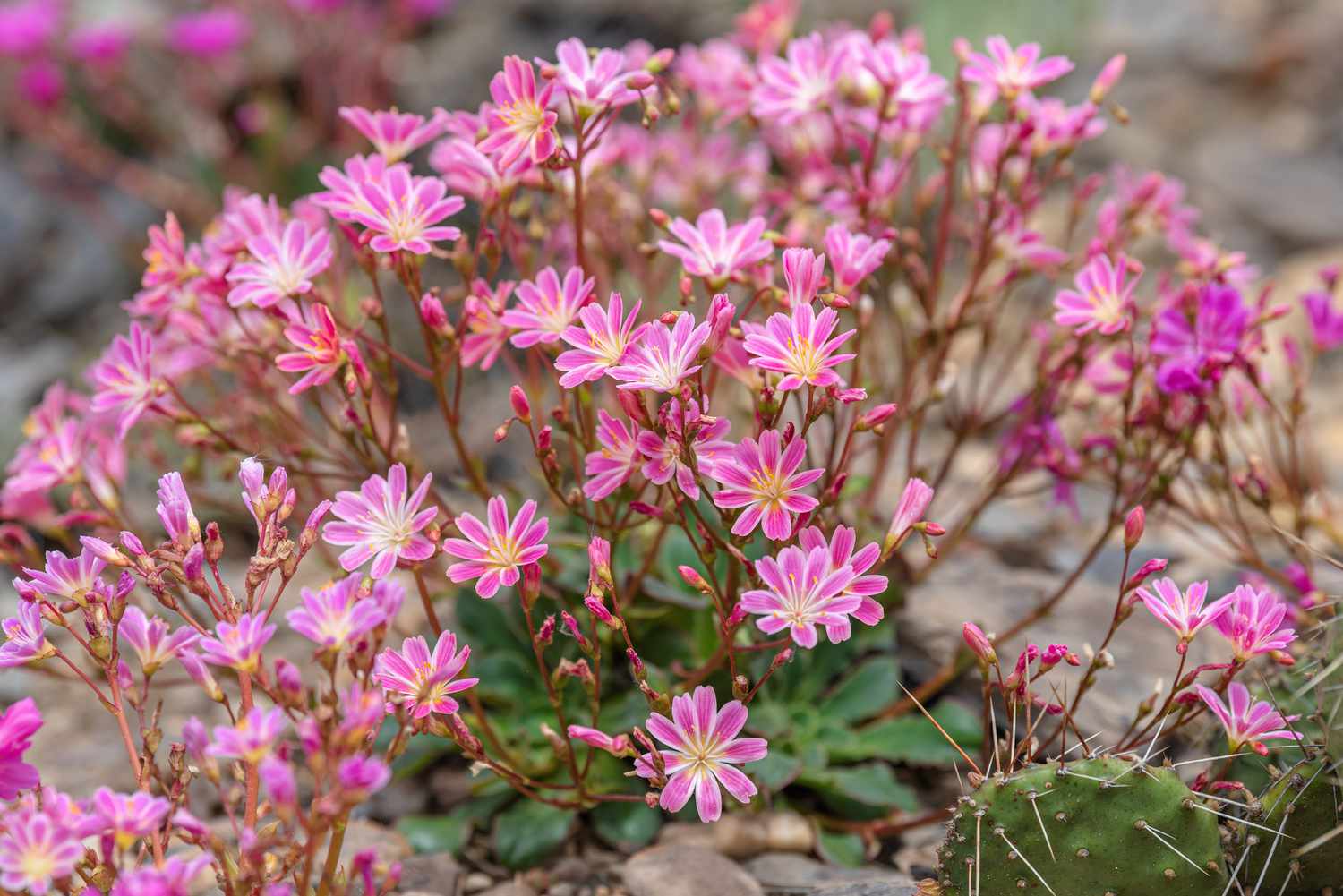 Regenbogenlewisia sukkulentenartige Pflanze mit kleinen rosa und gelben Blüten an dünnen Stielen