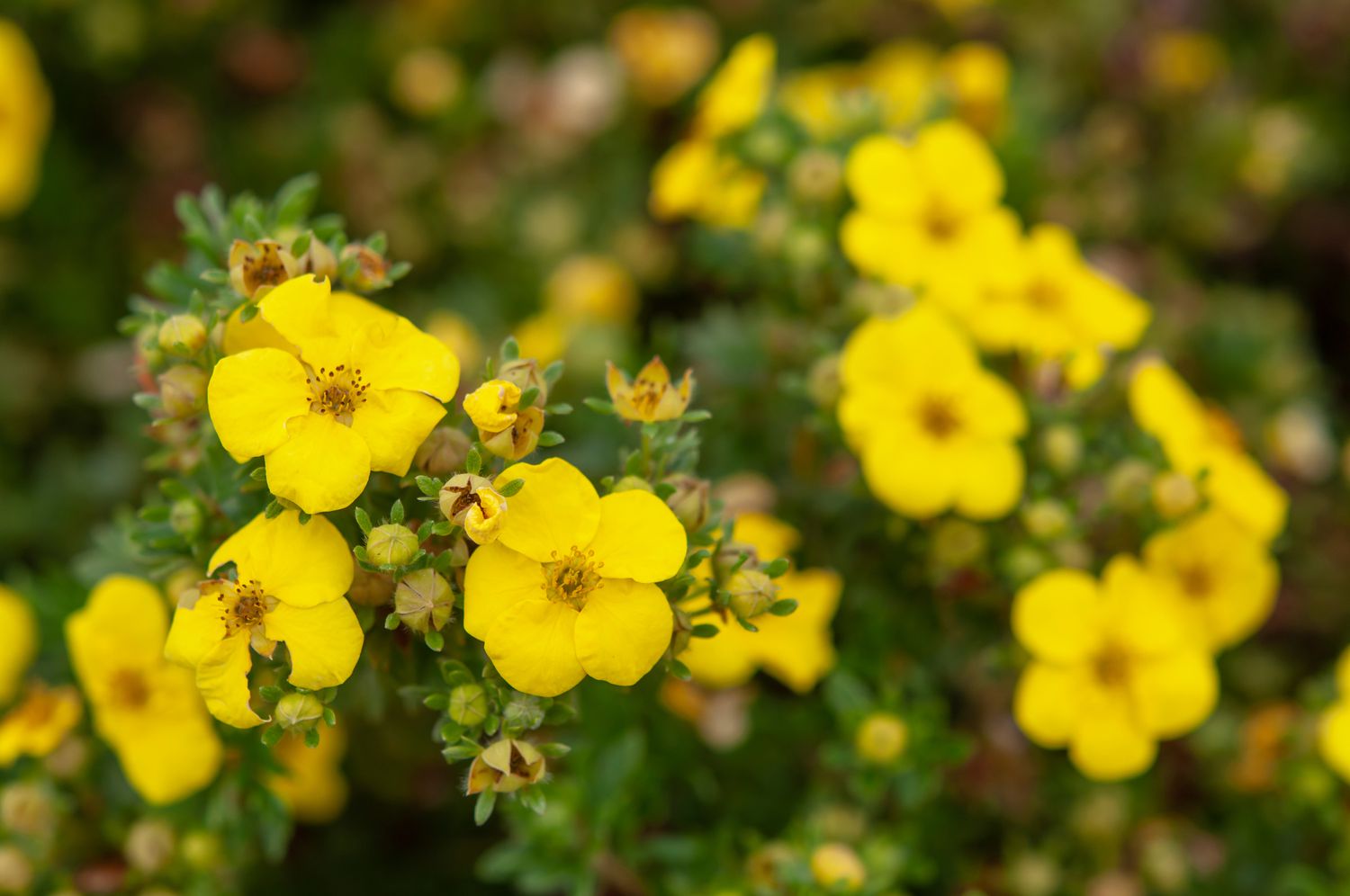 Cinquefoil arbustivo amarillo