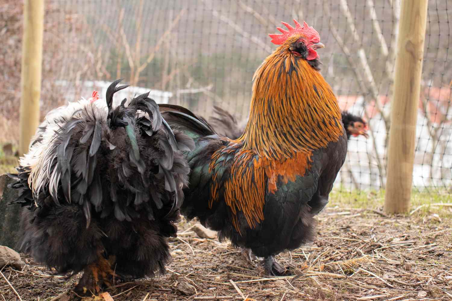 Orange and black chickens inside wired chicken fence